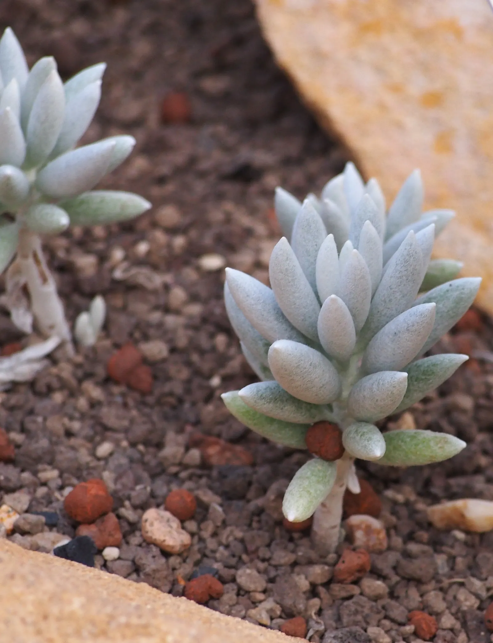 Cocoon Plant (Senecio Haworthii) — scientifically designated as Senecio haworthii; drought-tolerant succulent with striking cylindrical leaves wrapped in a