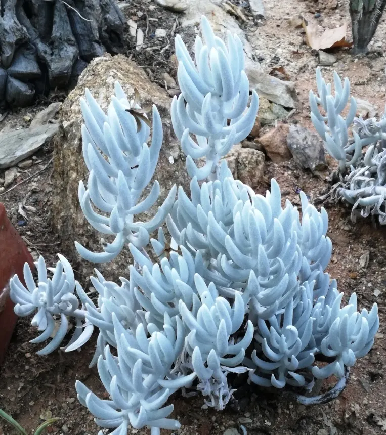 Cocoon Plant (Senecio Haworthii) — the Cocoon Plant grows to a modest height of about 6 to 8 inches and spreads approximately 4 to 6 inches wide