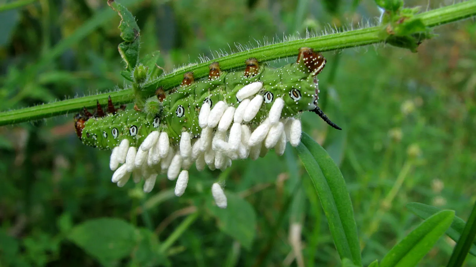 Cocoon Plant (Senecio Haworthii) — and under ideal conditions