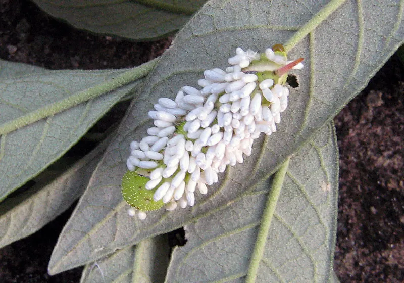 Cocoon Plant (Senecio Haworthii) — which are covered in a velvety white felt