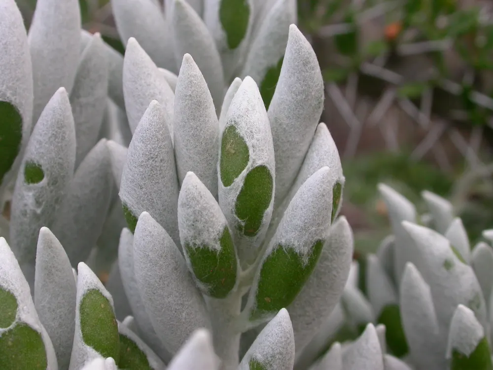 Cocoon Plant (Senecio Haworthii) — drought-tolerant succulent with striking cylindrical leaves wrapped in a fuzzy; which are covered in a velvety white felt