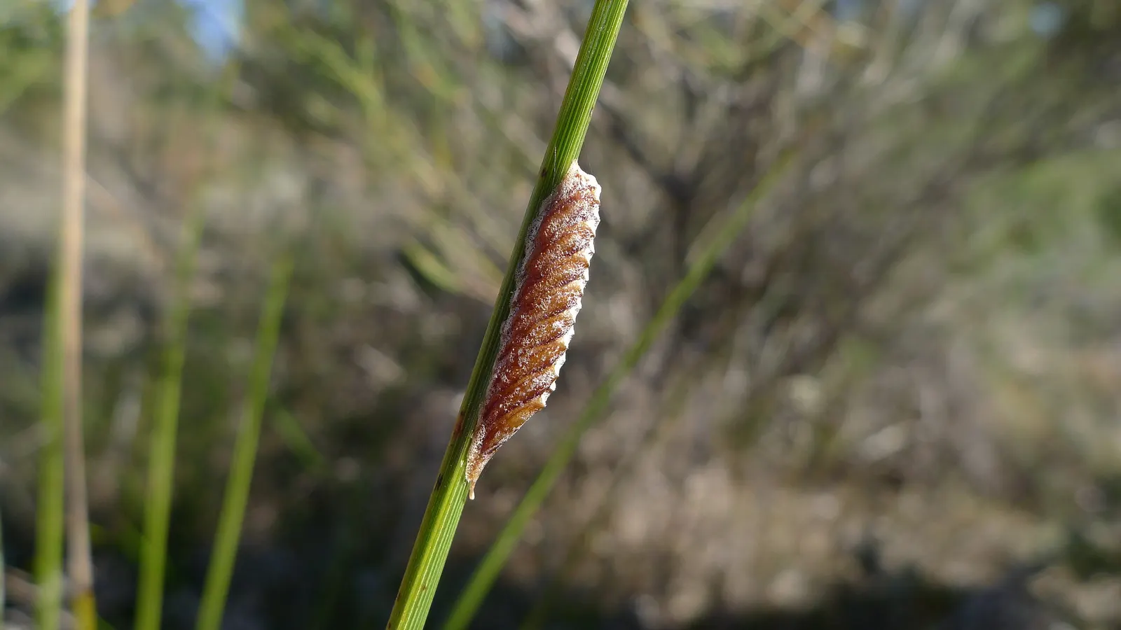 Cocoon Plant (Senecio Haworthii) — minimal water requirements; and its role as a conversation piece due to its unusual texture and appearance