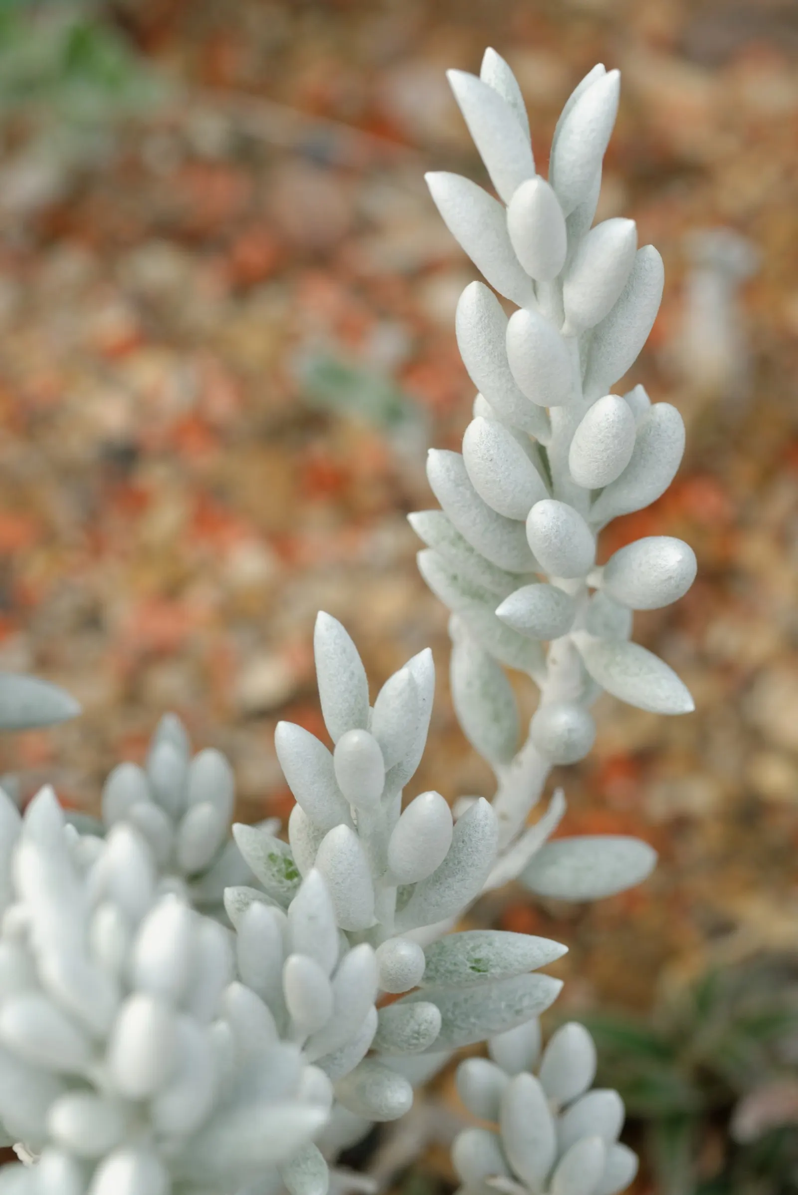 Cocoon Plant (Senecio Haworthii) — ground cover / succulent for full or half or shade