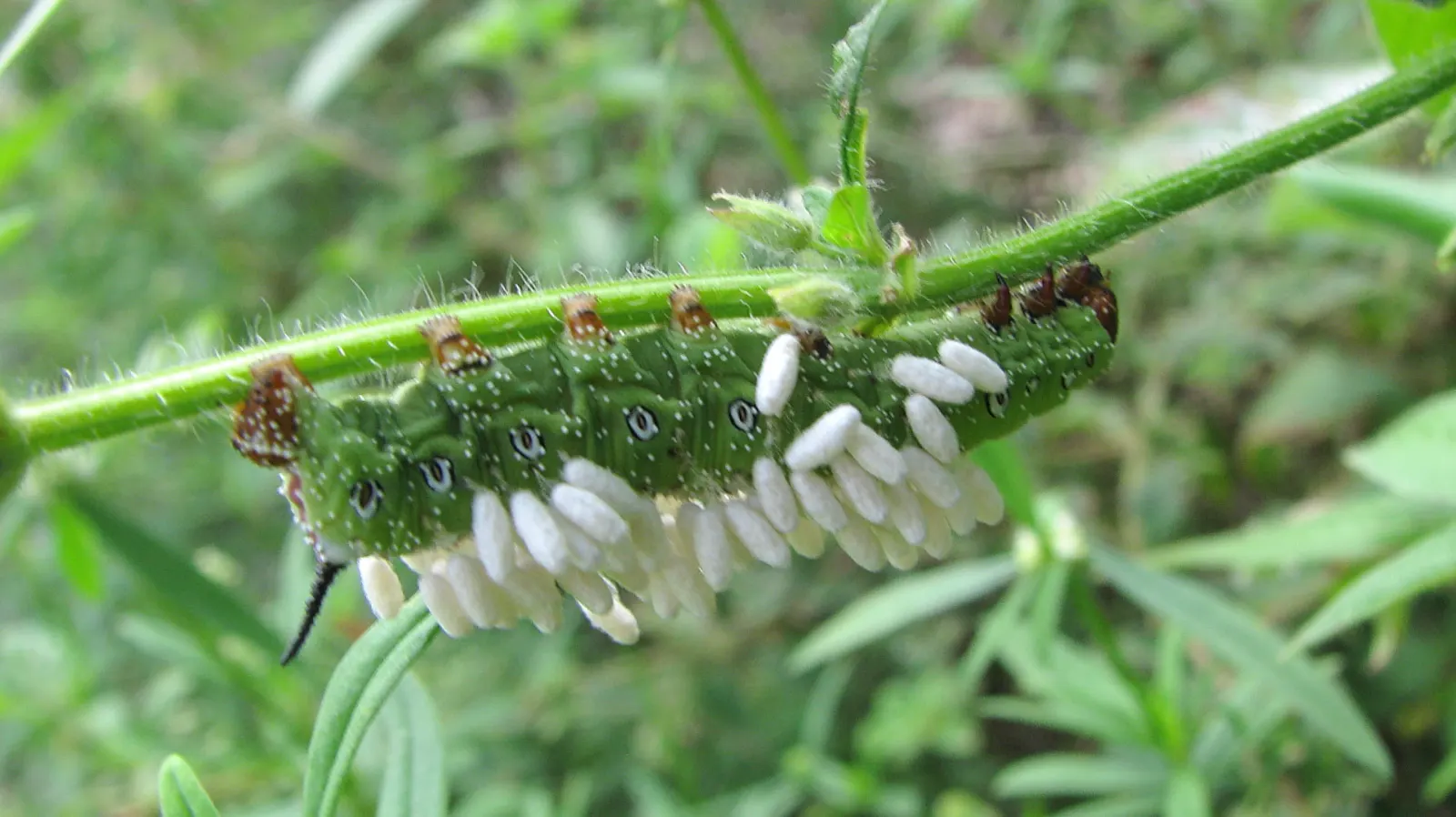 Cocoon Plant (Senecio Haworthii) — Native to the arid regions of South Africa