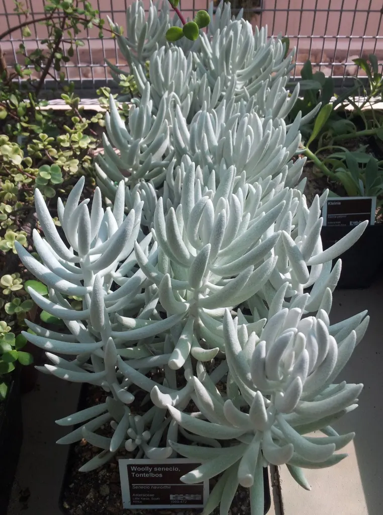 Cocoon Plant (Senecio Haworthii) — and its role as a conversation piece due to its unusual texture and appearance
