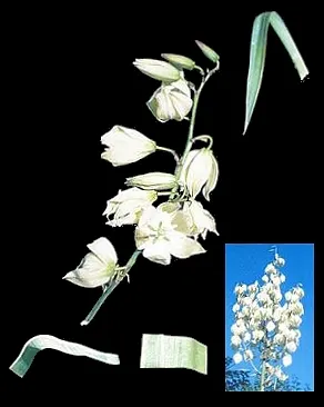 Spineless Yucca (Yucca Recurvifolia) — is an evergreen shrub that brings an eye-catching; as it is hardy to about 0 degrees Fahrenheit
