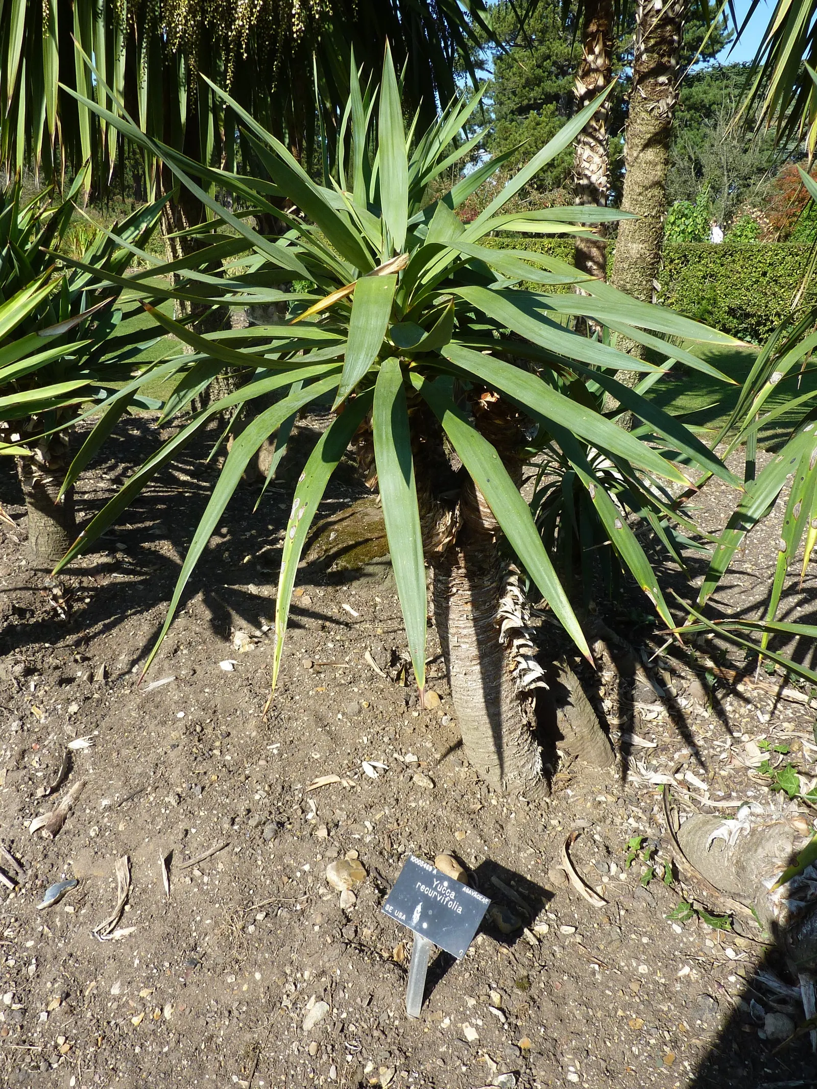 Spineless Yucca (Yucca Recurvifolia) — The plant produces a sturdy; yucca recurvifolia prefers well-draining soil and full sun exposure for optimal growth