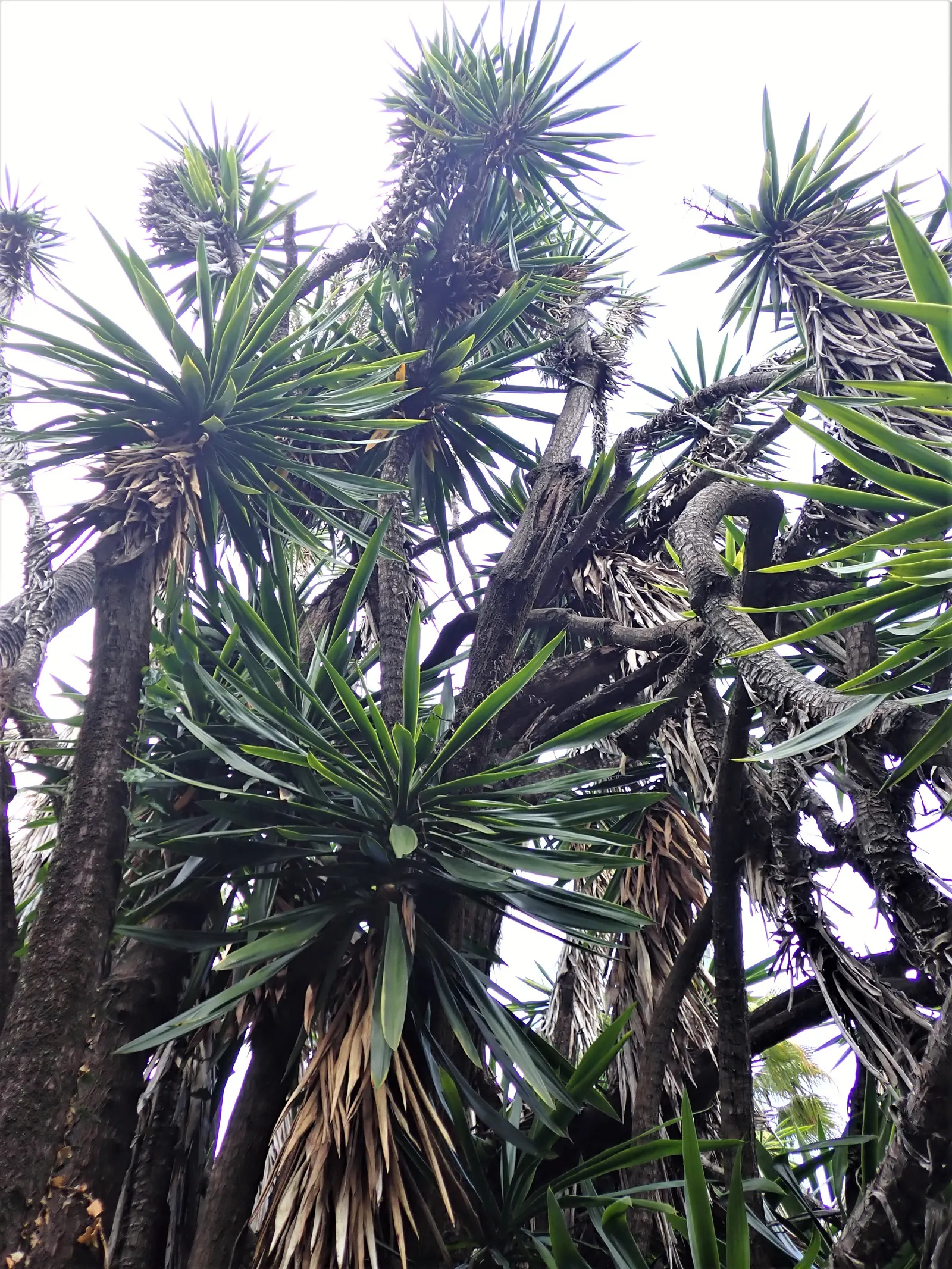 Spineless Yucca (Yucca Recurvifolia) — offering a robust presence without overwhelming smaller garden spaces; this drought-tolerant plant thrives in full sun