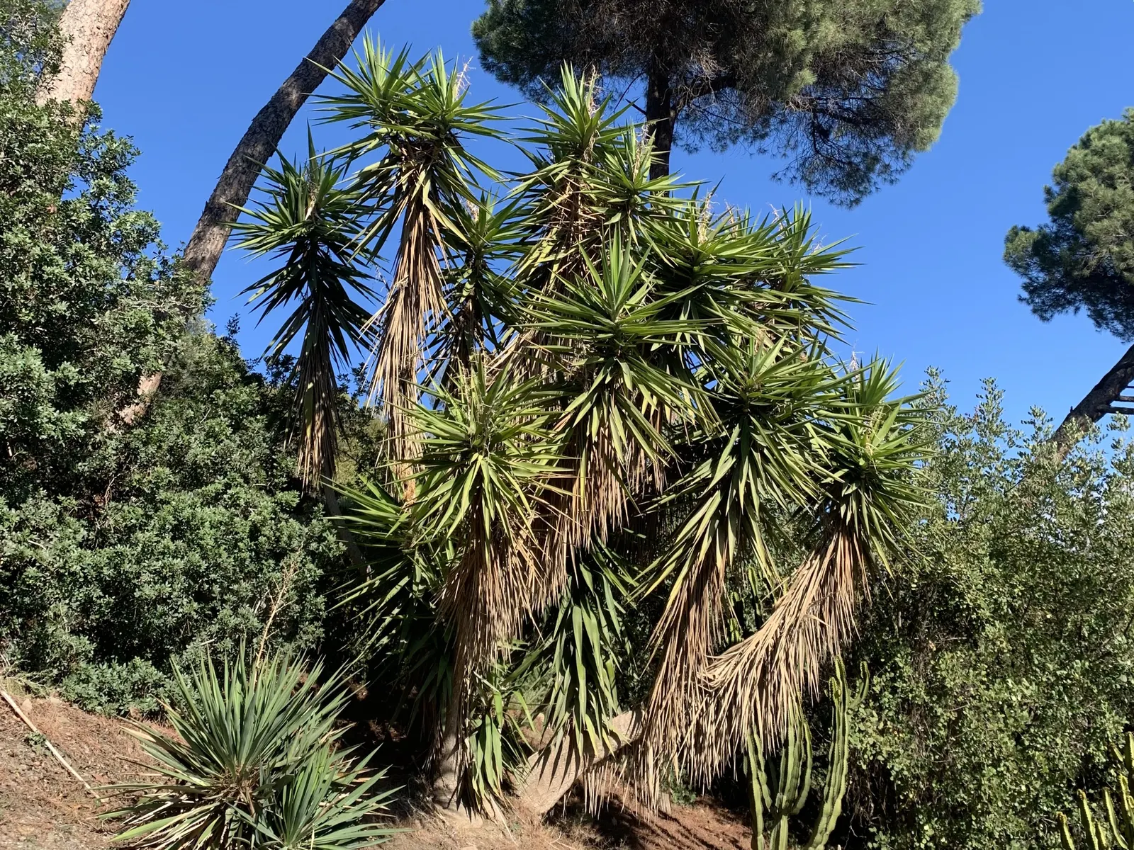 Spineless Yucca (Yucca Recurvifolia) — shrub for full or half