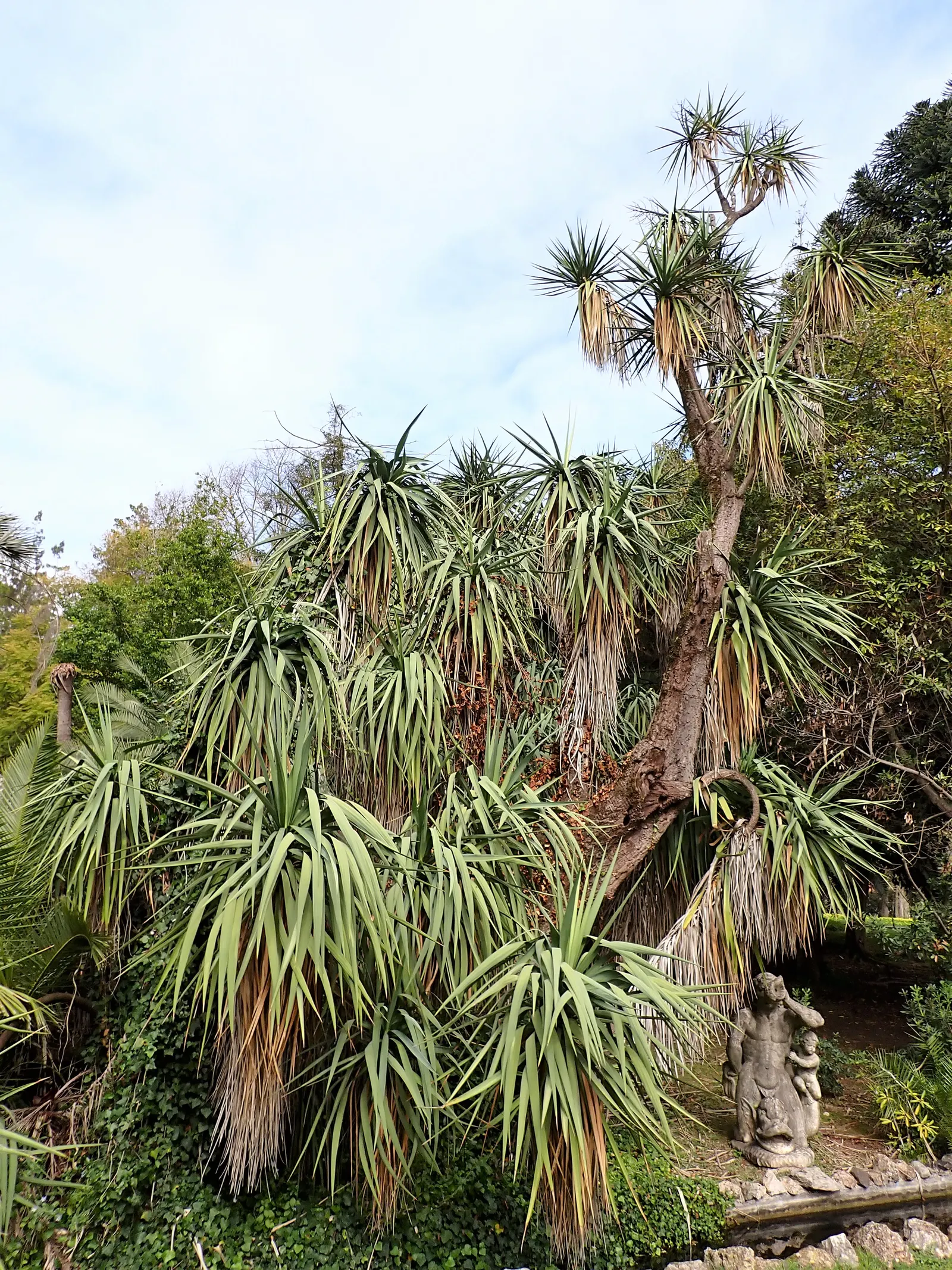 Spineless Yucca (Yucca Recurvifolia) — while its ability to resist deer and some drought conditions ensures enduring appeal for any garden space