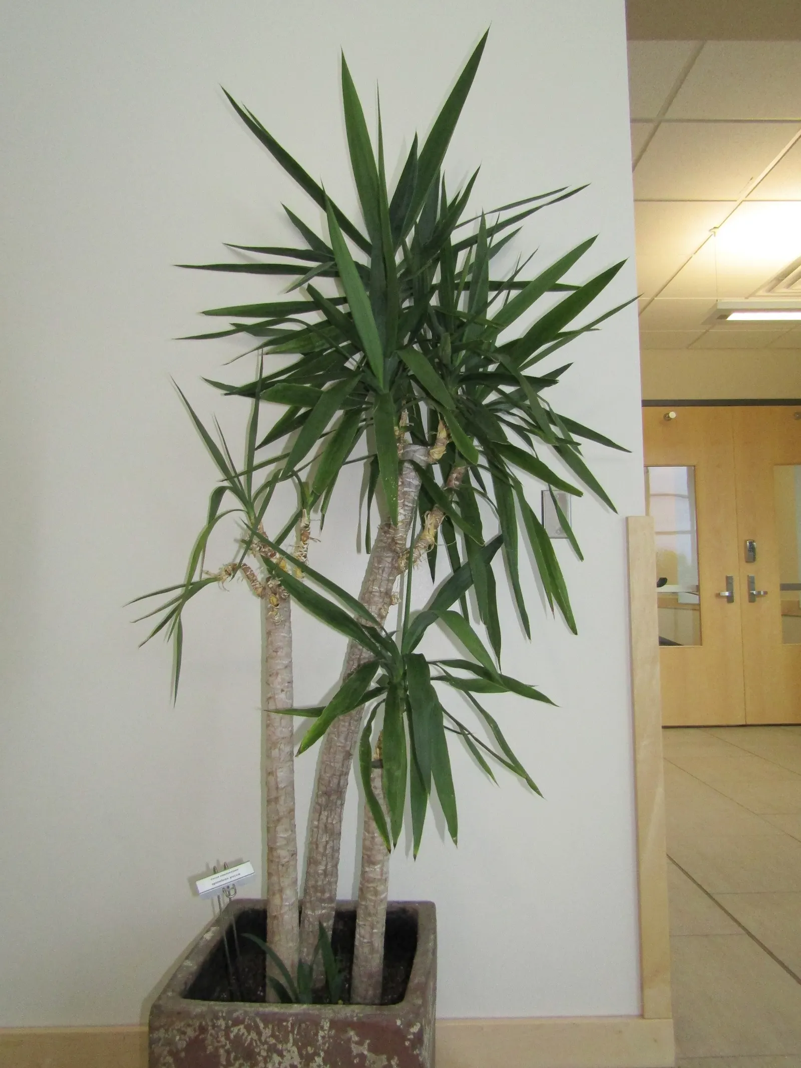 Spineless Yucca (Yucca Recurvifolia) — the Spineless Yucca is a low-maintenance and versatile plant