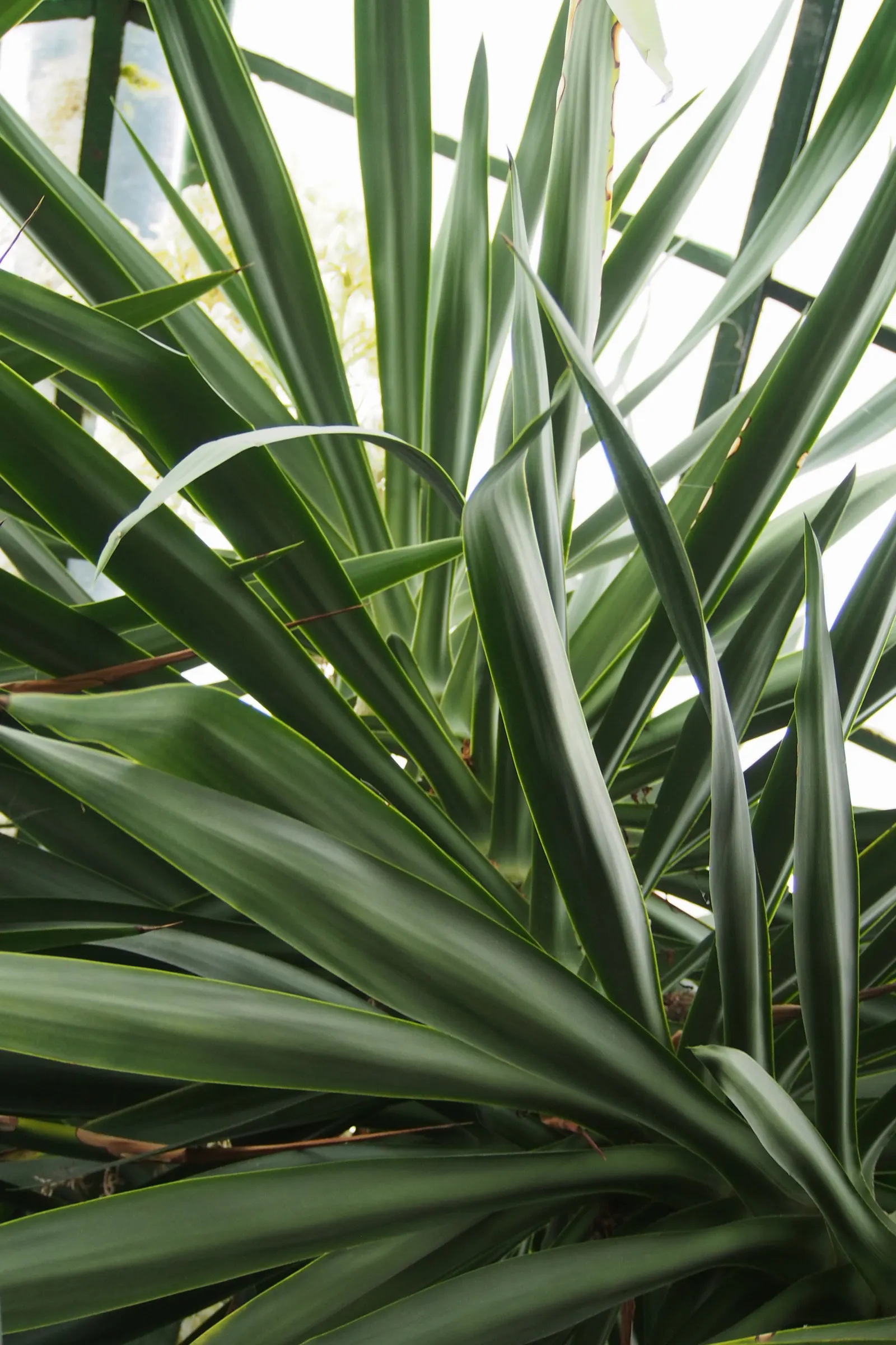 Spineless Yucca (Yucca Recurvifolia) — is an evergreen shrub that brings an eye-catching