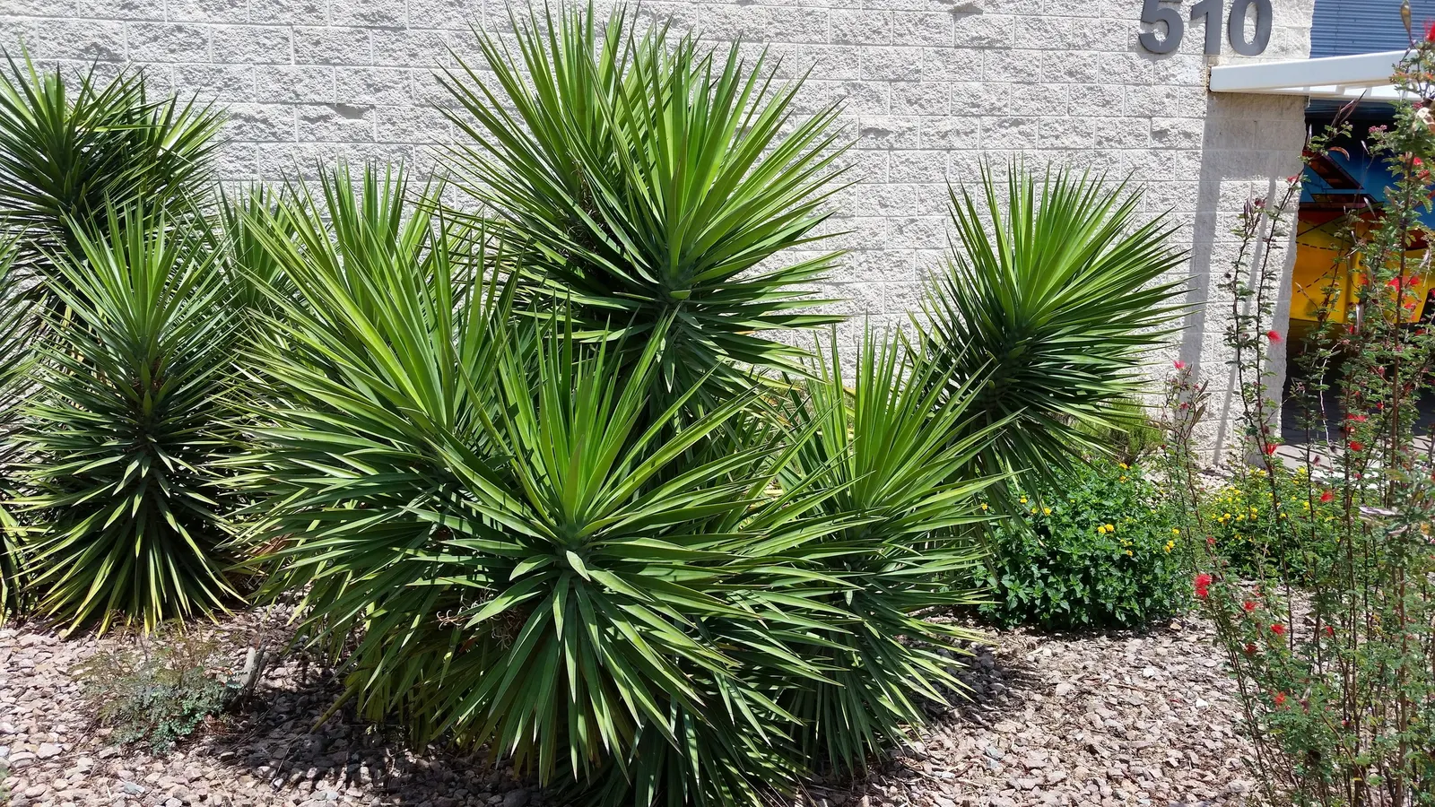 Spineless Yucca (Yucca Recurvifolia) — the Spineless Yucca reaches a mature height of around 6 to 10 feet with a spread of 5 to 8 feet; white flowers in the