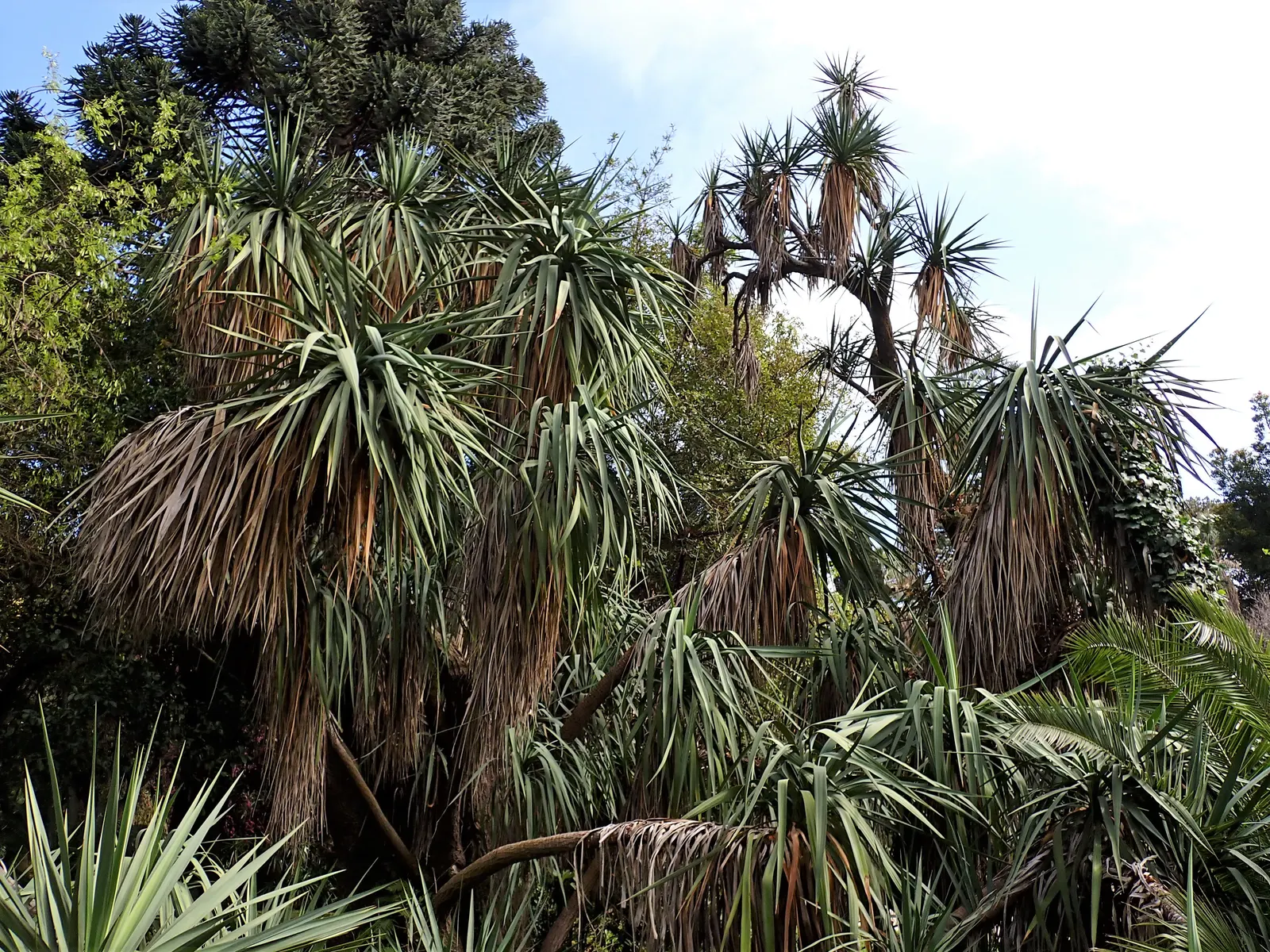 Spineless Yucca (Yucca Recurvifolia) — Its sculptural form serves as a fantastic focal point or accent plant