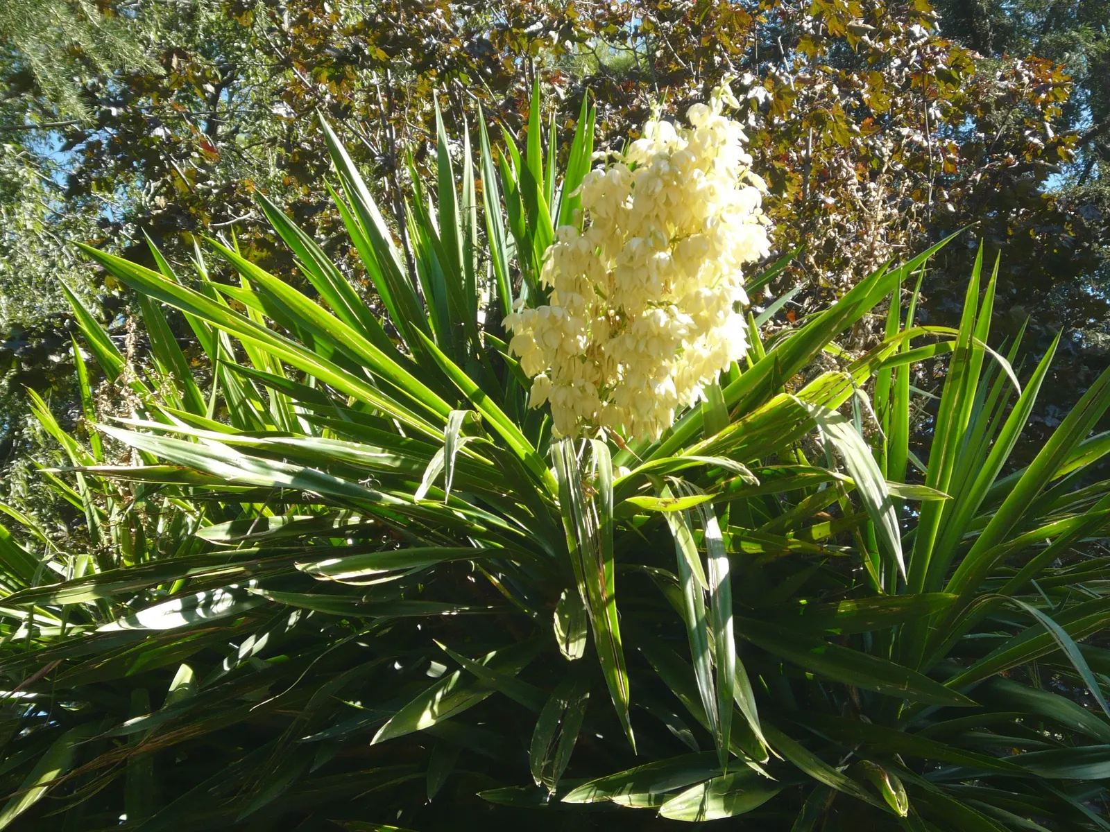 Spineless Yucca (Yucca Recurvifolia) — which makes it a homeowner-friendly choice.<br><br>Typically