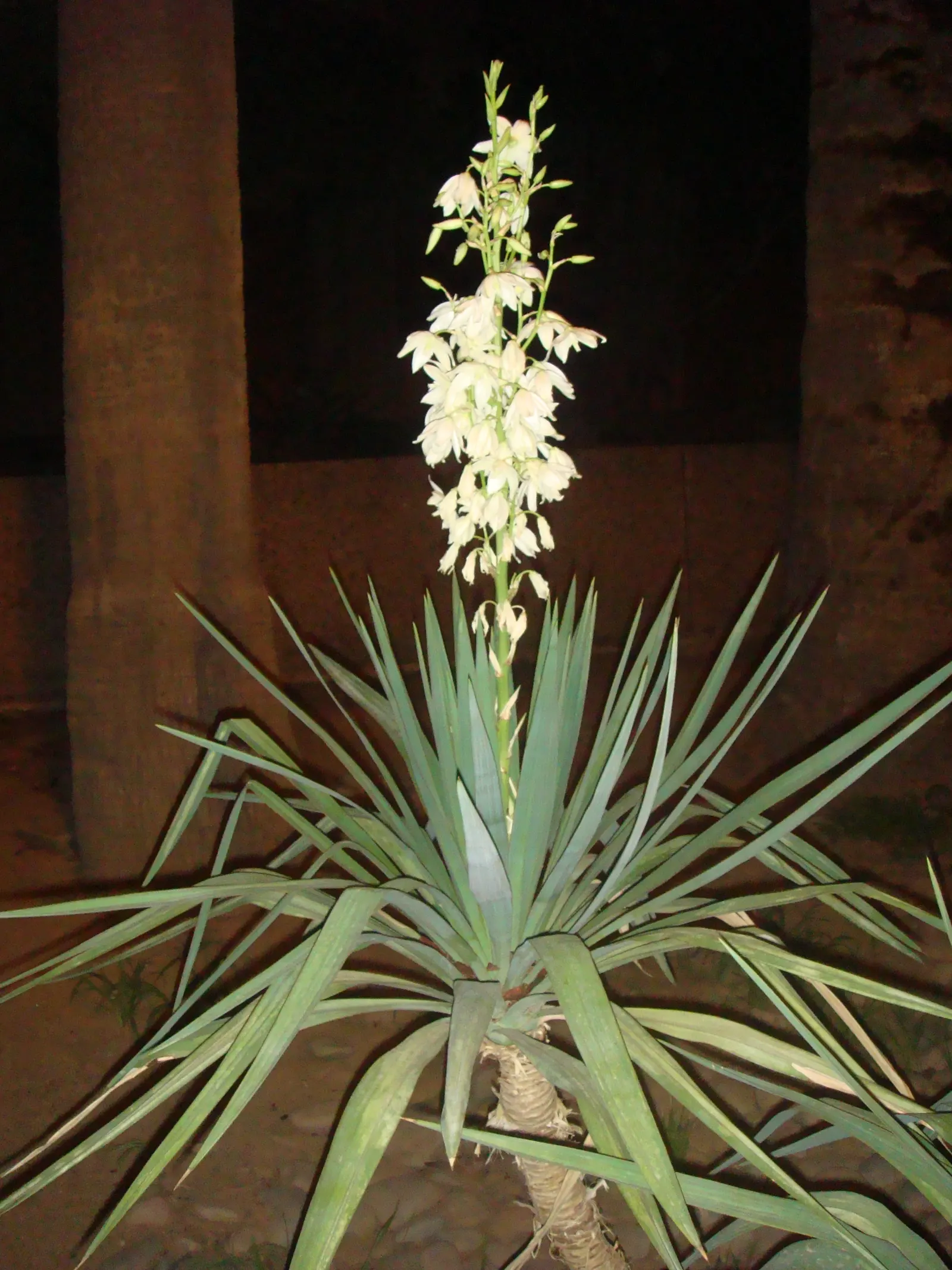 Spineless Yucca (Yucca Recurvifolia) — which makes it a homeowner-friendly choice.<br><br>Typically; it's quite drought tolerant