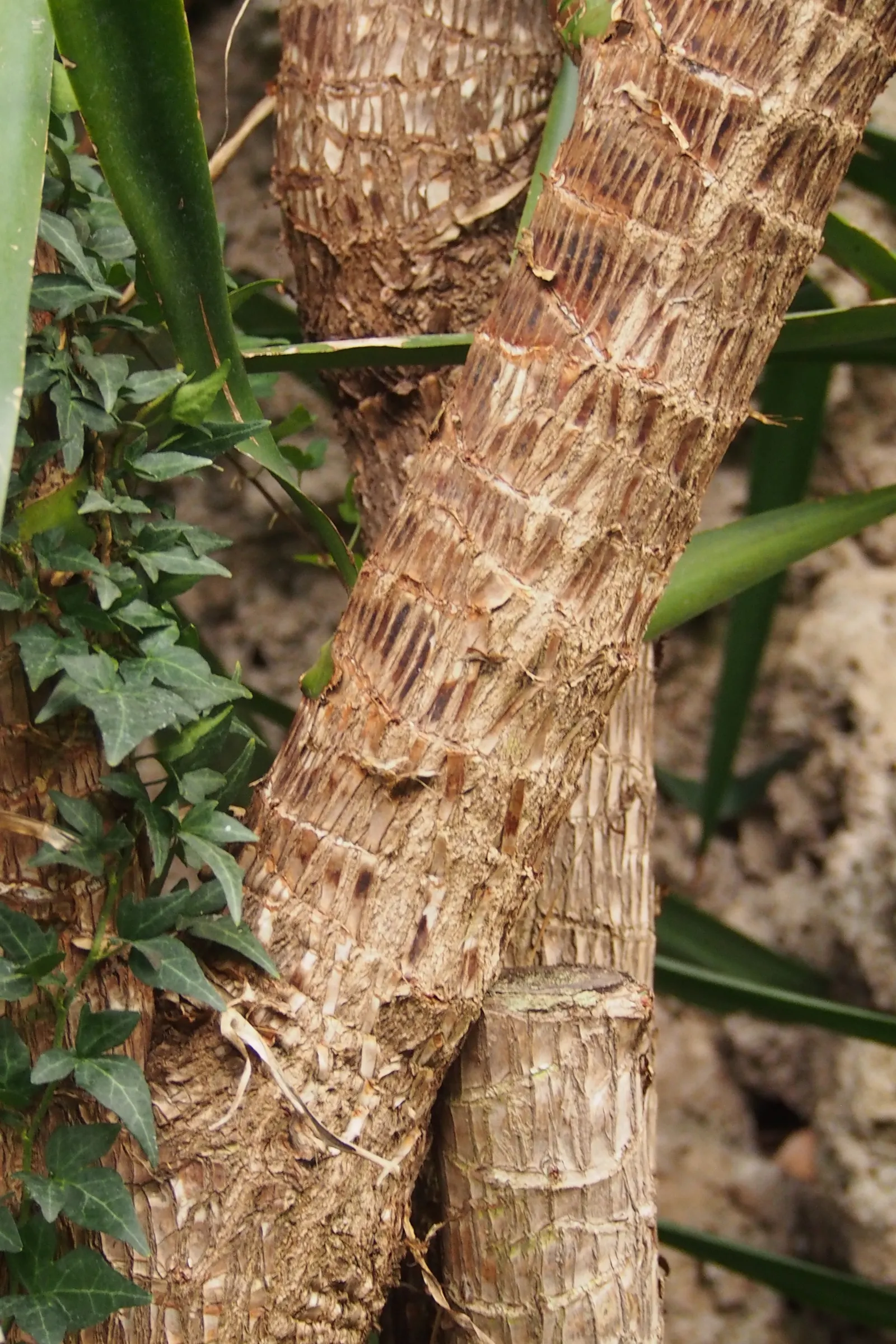 Spineless Yucca (Yucca Recurvifolia) — tropical flair to any landscape