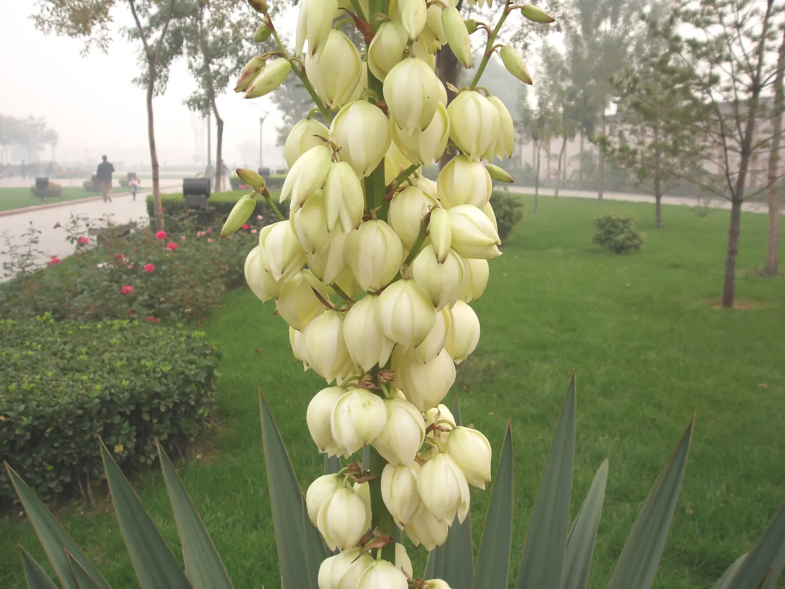 Spineless Yucca (Yucca Recurvifolia) — scientifically known as Yucca recurvifolia; the plant produces a sturdy