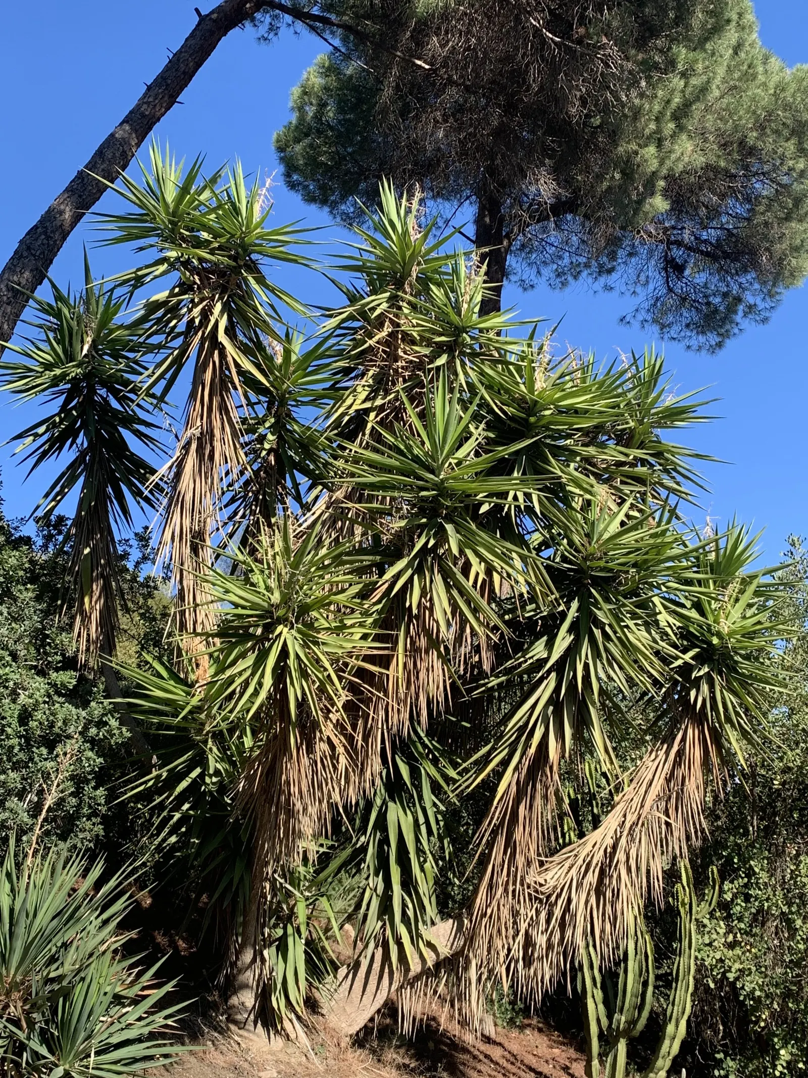 Spineless Yucca (Yucca Recurvifolia) — shrub with white blooms