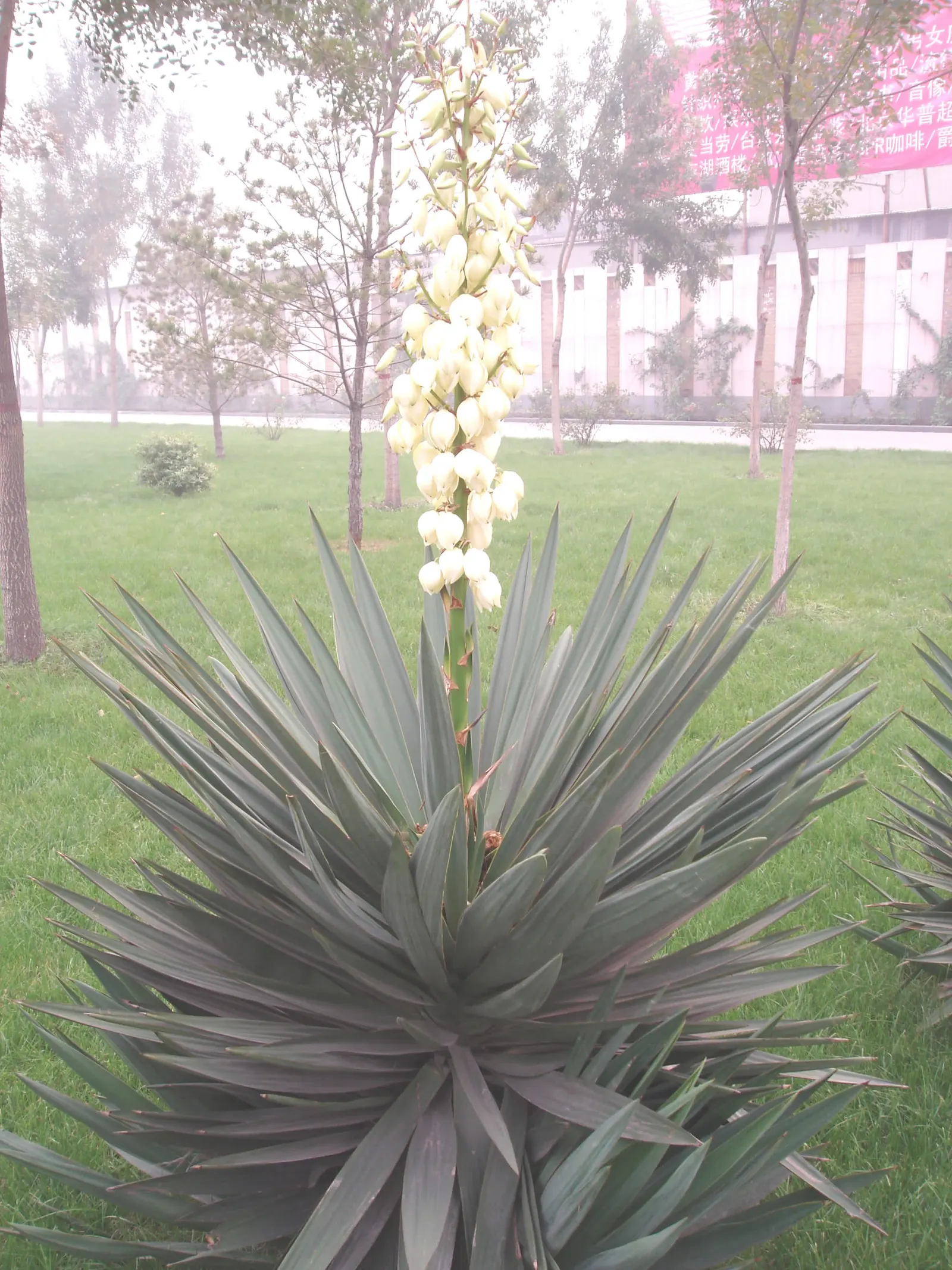 Spineless Yucca (Yucca Recurvifolia) — It provides a dramatic, tropical effect and requires minimal care once established; tropical flair to any landscape