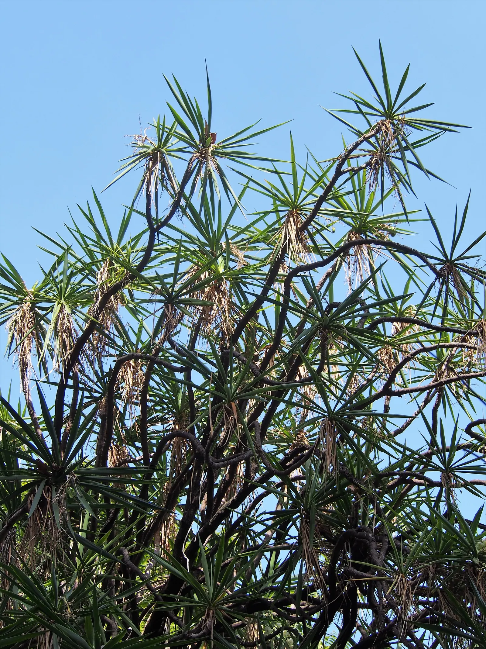 Spineless Yucca (Yucca Recurvifolia) — The plant produces a sturdy