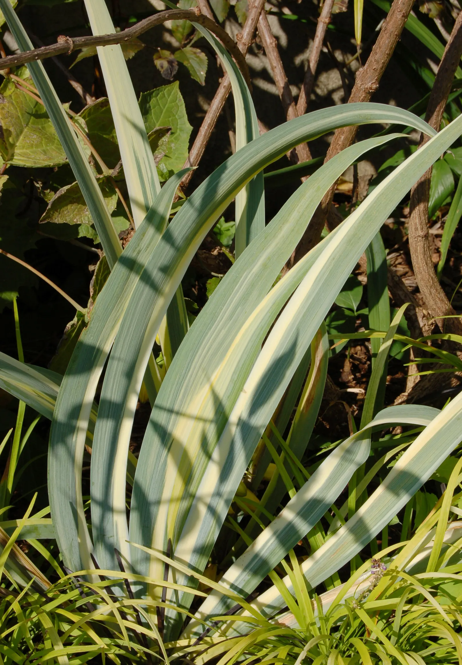 Spineless Yucca (Yucca Recurvifolia) — tropical flair to any landscape; shrub for full or half