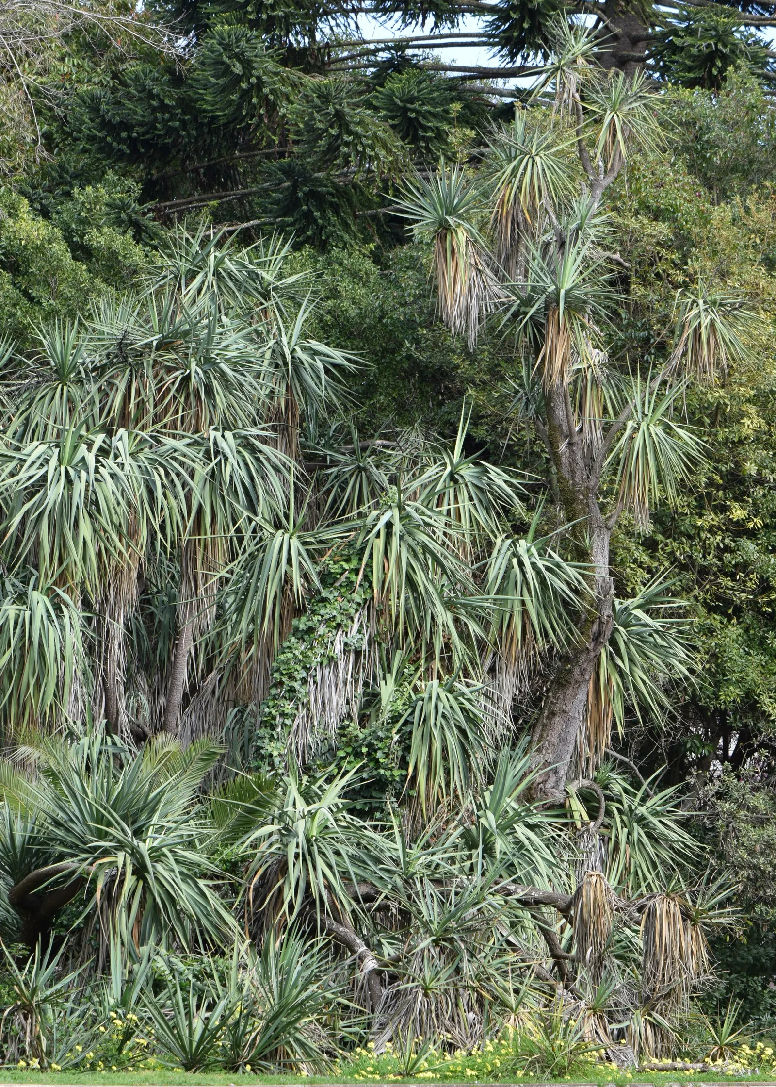 Spineless Yucca (Yucca Recurvifolia) — scientifically known as Yucca recurvifolia