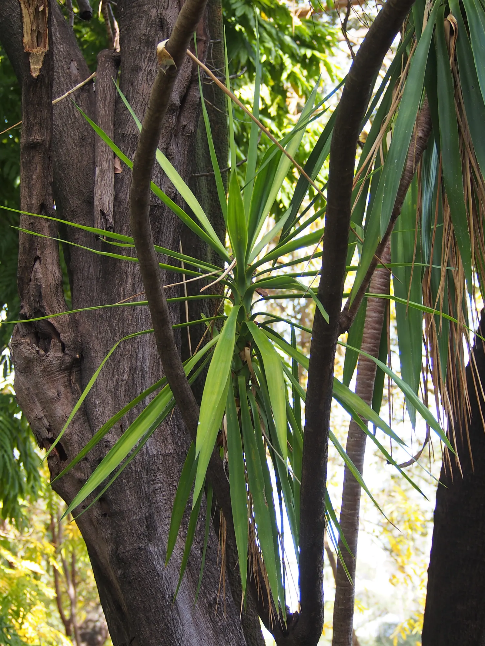 Spineless Yucca (Yucca Recurvifolia) — but it can tolerate some light shade; central flower stalk during the summer months that towers above its foliage