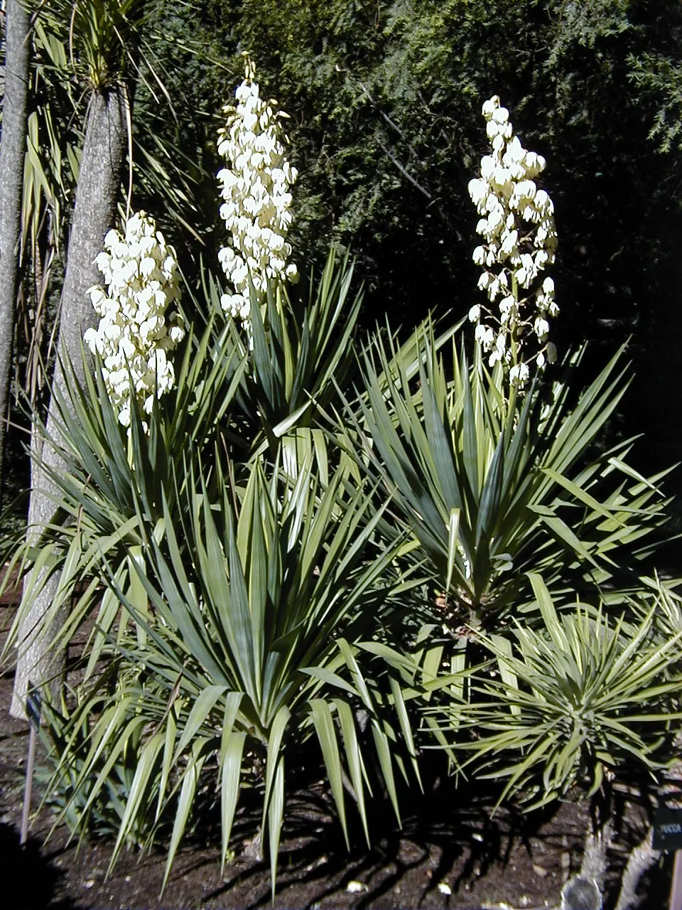 Spineless Yucca (Yucca Recurvifolia) — white flowers in the garden