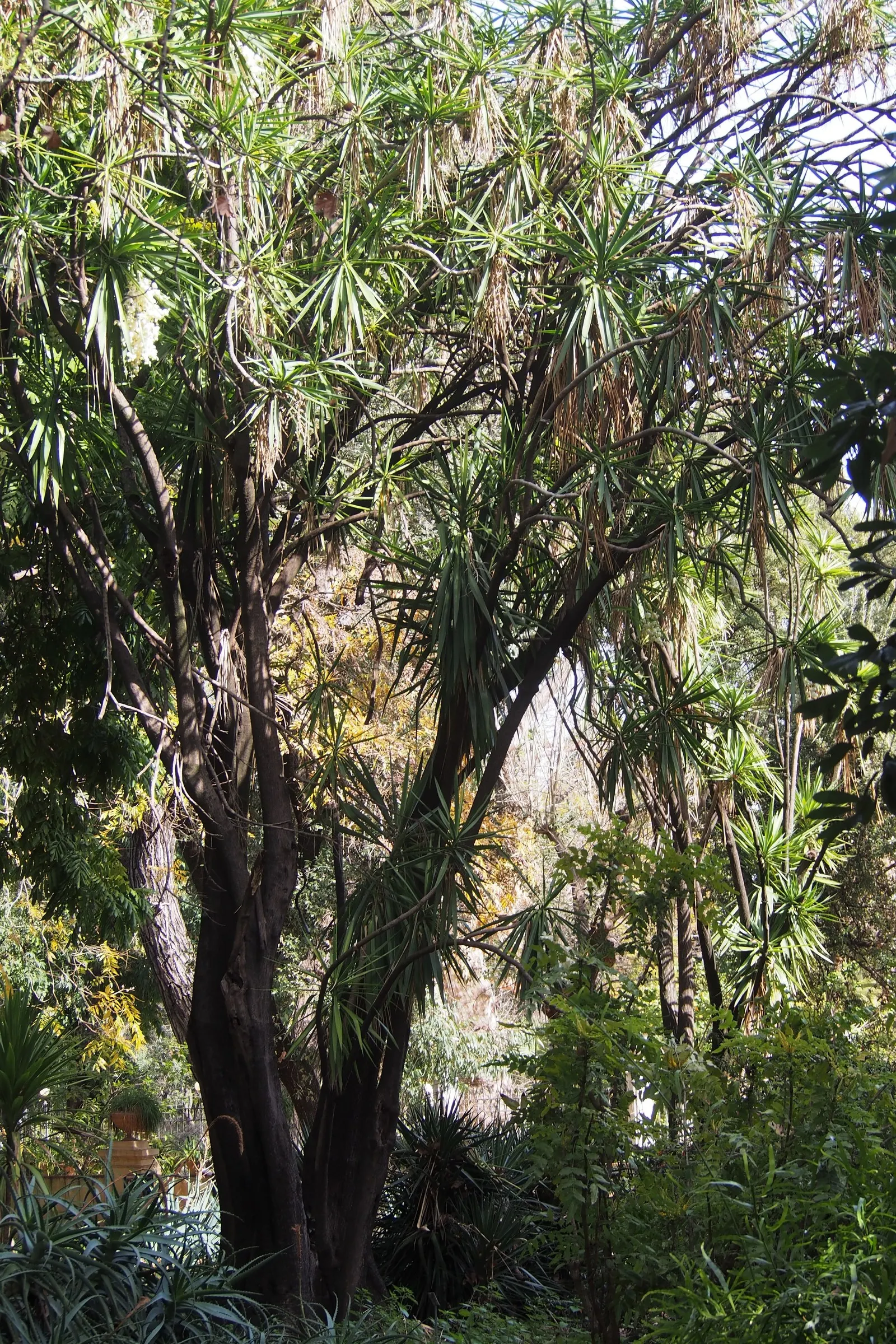 Spineless Yucca (Yucca Recurvifolia) — Often celebrated for its easy-care nature and striking form