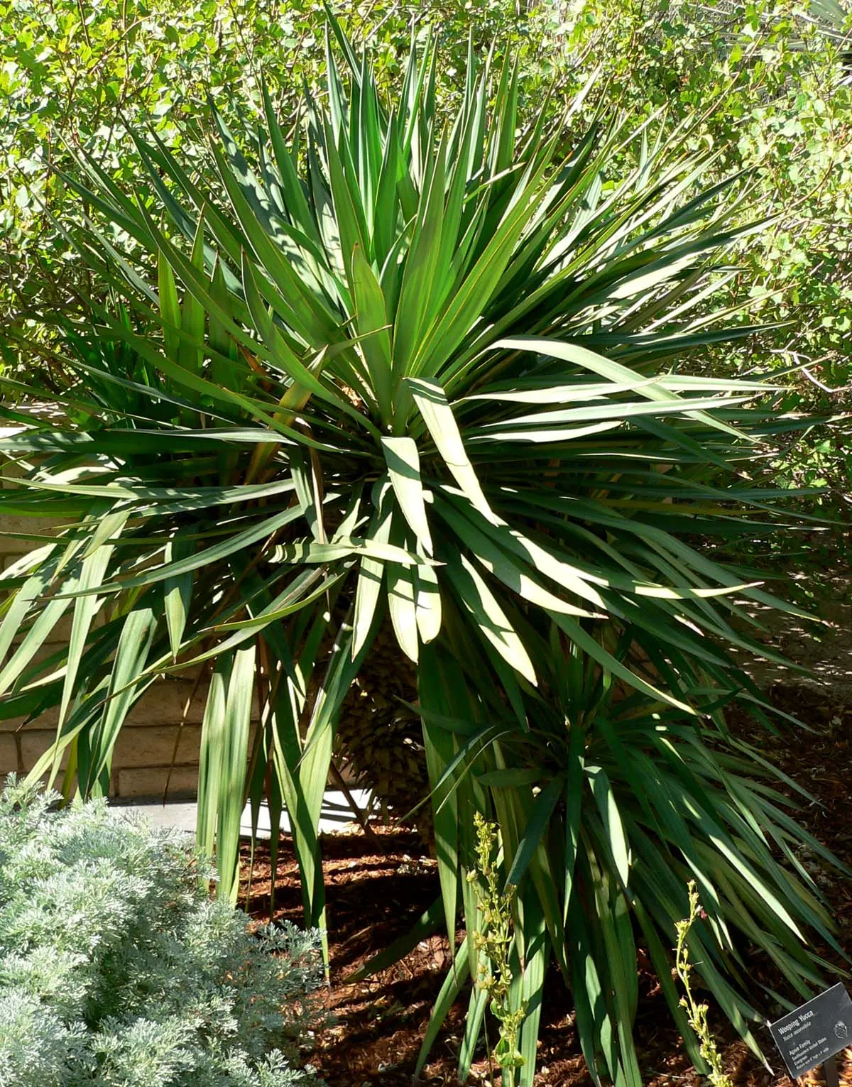 Spineless Yucca (Yucca Recurvifolia) — adorned with clusters of pendent cream-white blossoms.<br><br>Adaptable to a variety of soil types; reaching heights of