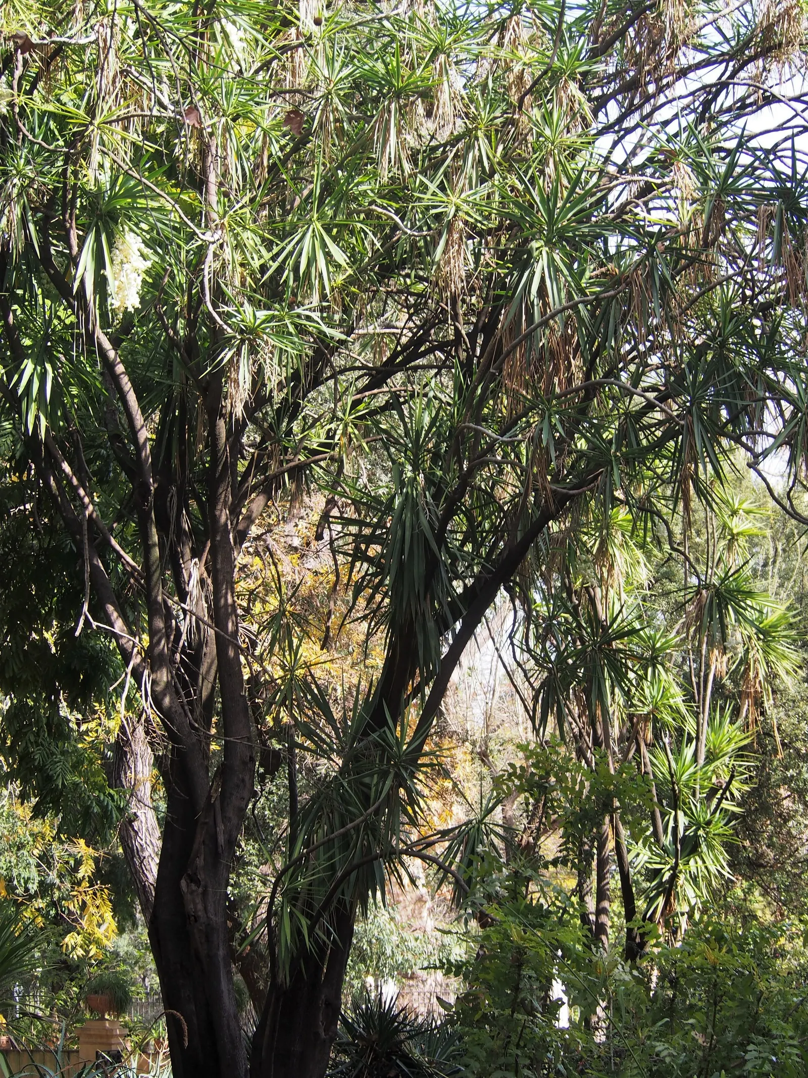 Spineless Yucca (Yucca Recurvifolia) — this yucca variety is notable for its lack of sharp spines