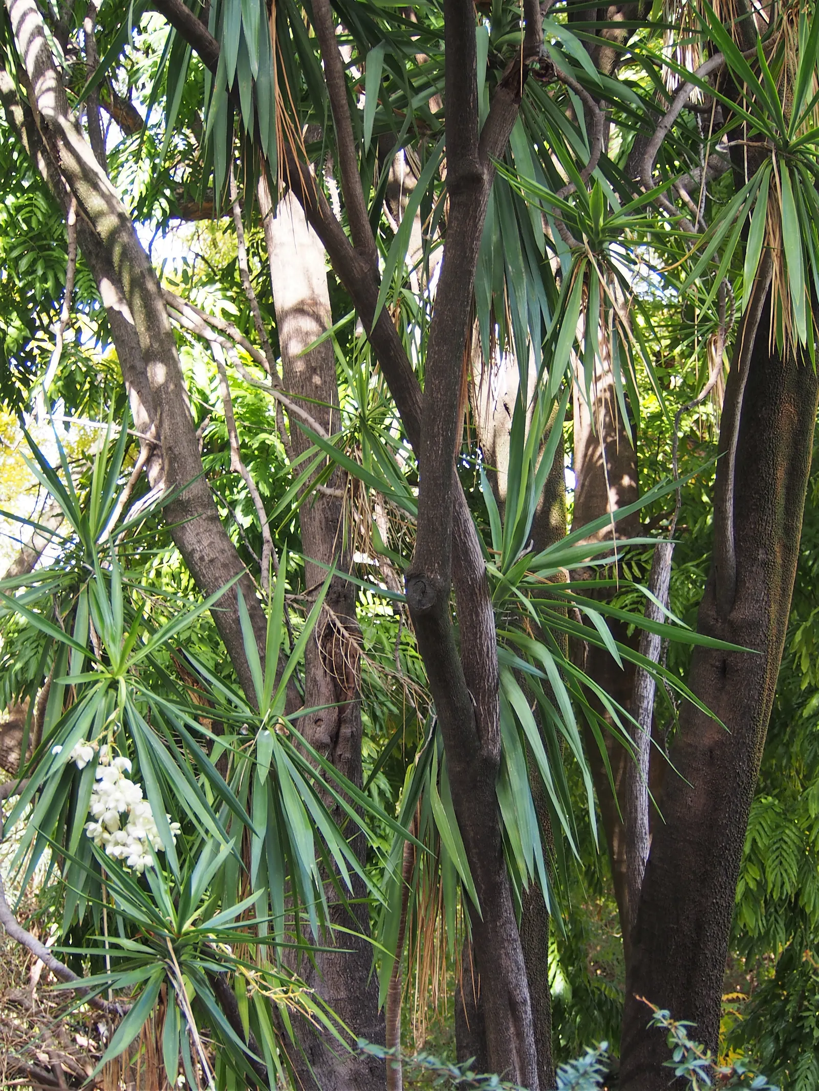 Spineless Yucca (Yucca Recurvifolia) — Yucca recurvifolia prefers well-draining soil and full sun exposure for optimal growth