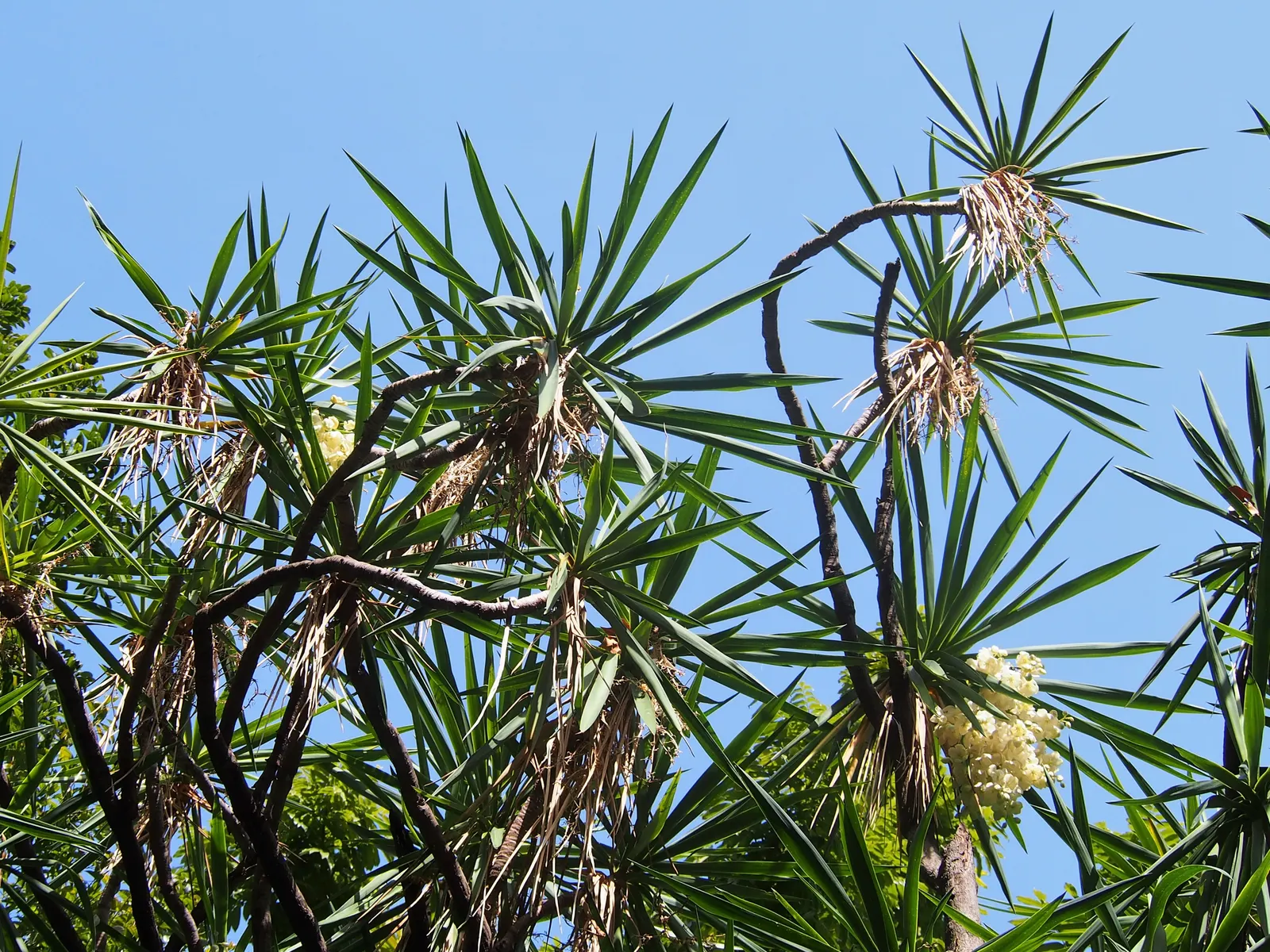Spineless Yucca (Yucca Recurvifolia) — as it is hardy to about 0 degrees Fahrenheit