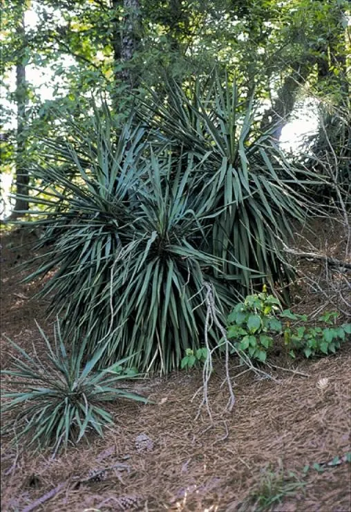 Spineless Yucca (Yucca Recurvifolia) — it's quite drought tolerant; or desert-themed landscape