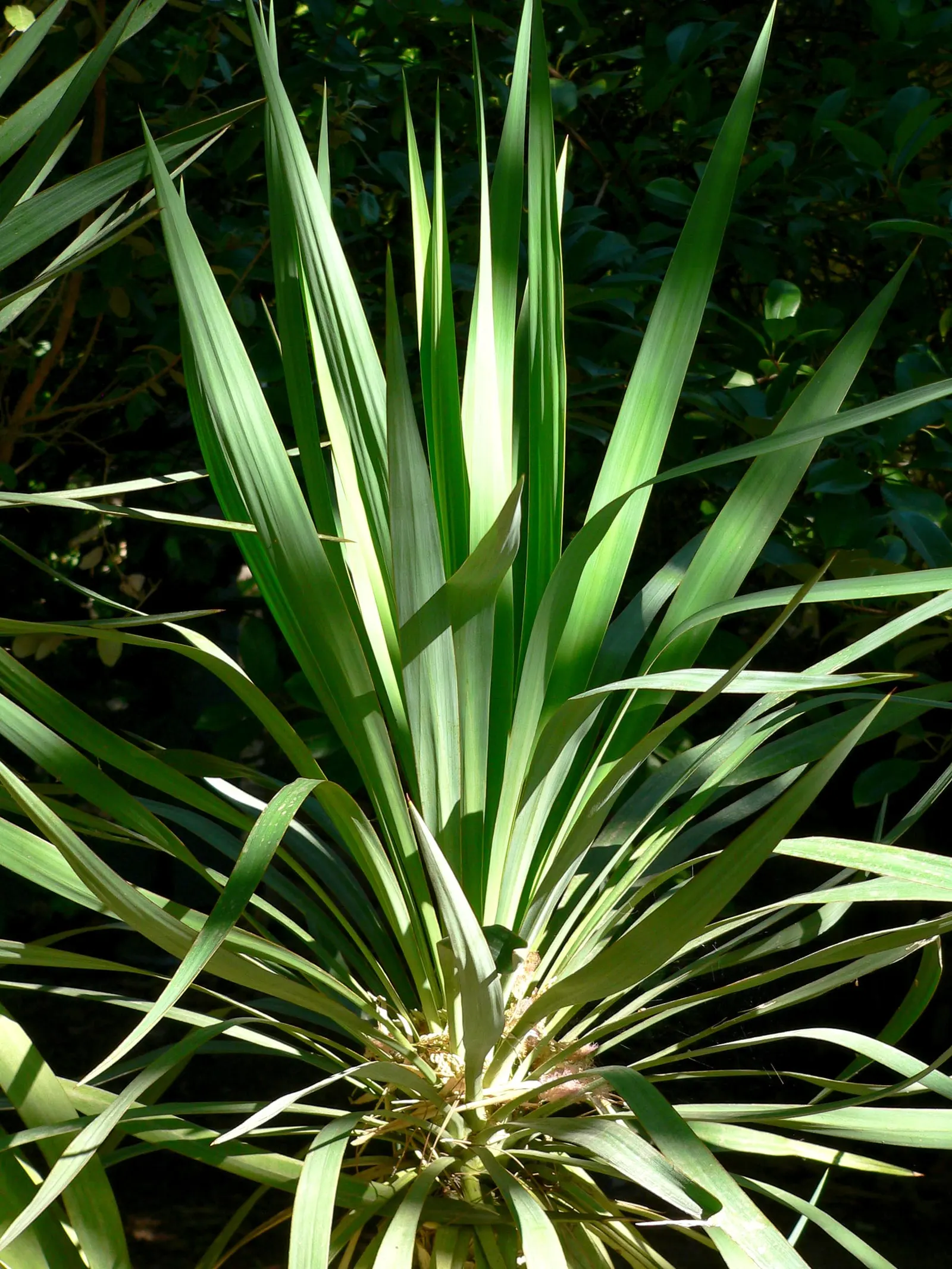 Spineless Yucca (Yucca Recurvifolia) — this yucca variety is notable for its lack of sharp spines; offering a robust presence without overwhelming smaller