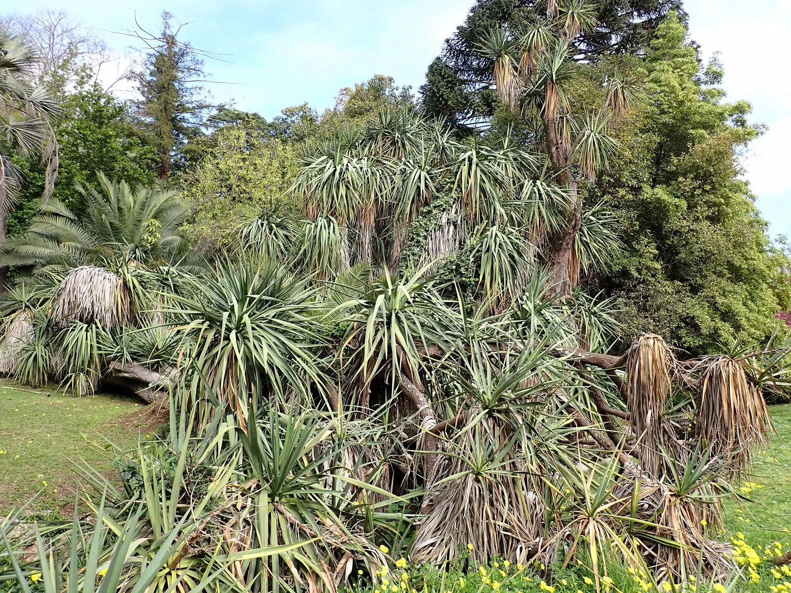Spineless Yucca (Yucca Recurvifolia) — reaching heights of up to 6-8 feet with a spread of 3-4 feet; adorned with clusters of pendent cream-white