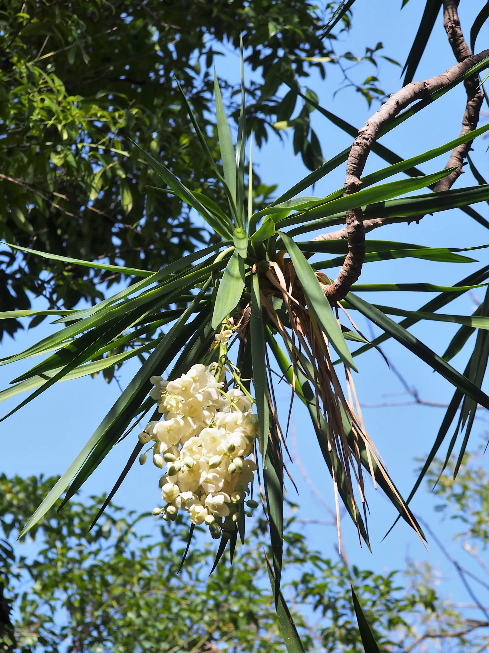 Spineless Yucca (Yucca Recurvifolia) — central flower stalk during the summer months that towers above its foliage