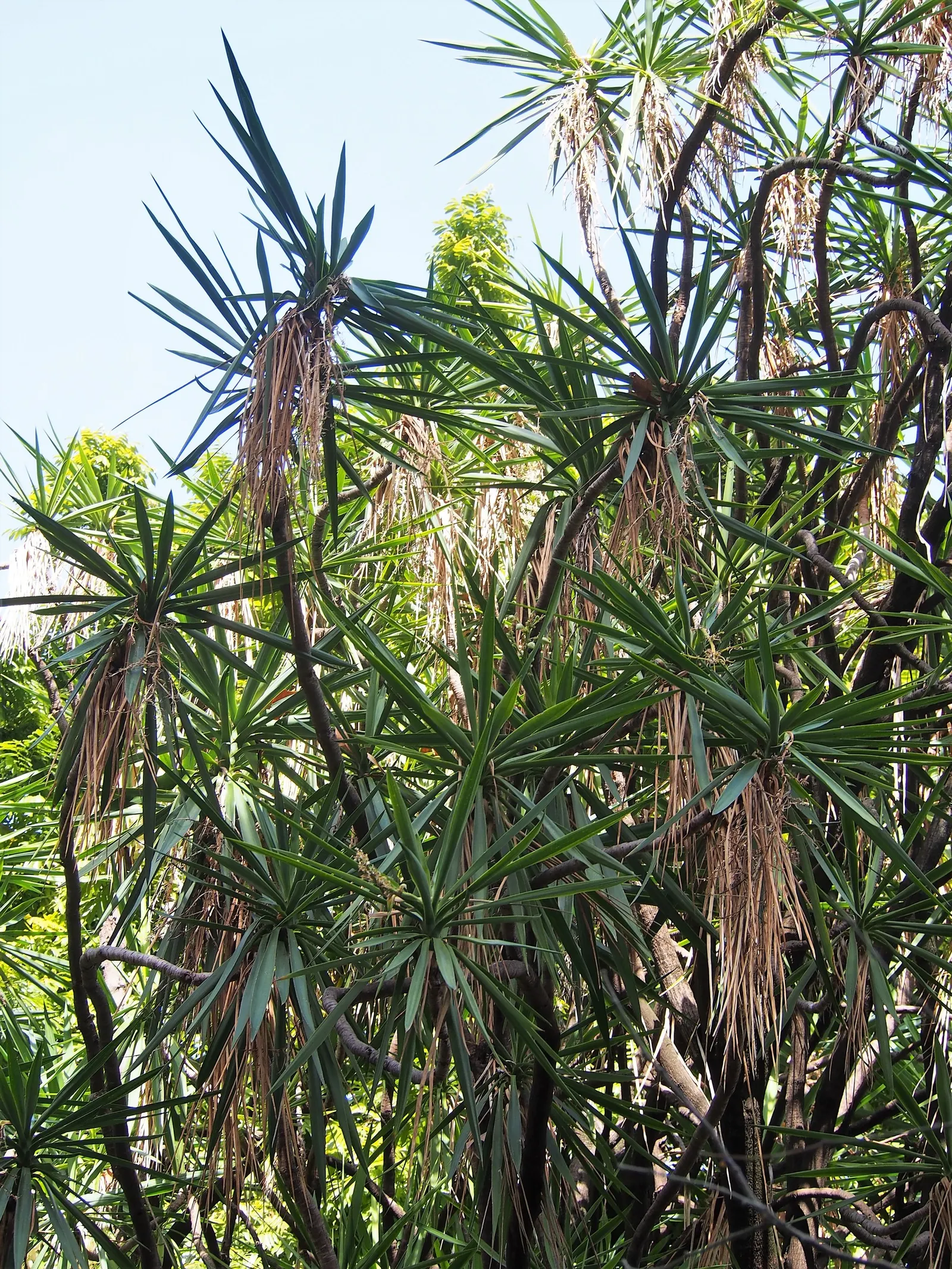 Spineless Yucca (Yucca Recurvifolia) — ideal for low-maintenance landscapes; this yucca variety is notable for its lack of sharp spines