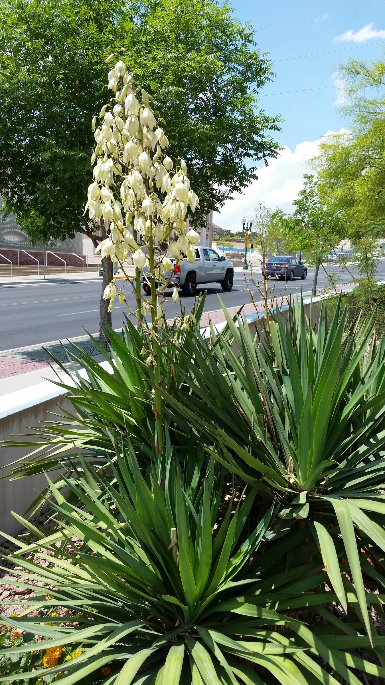 Spineless Yucca (Yucca Recurvifolia) — Its arching, lance-shaped leaves are blue-green and grow in a rosette pattern; the Spineless Yucca is a low-maintenance