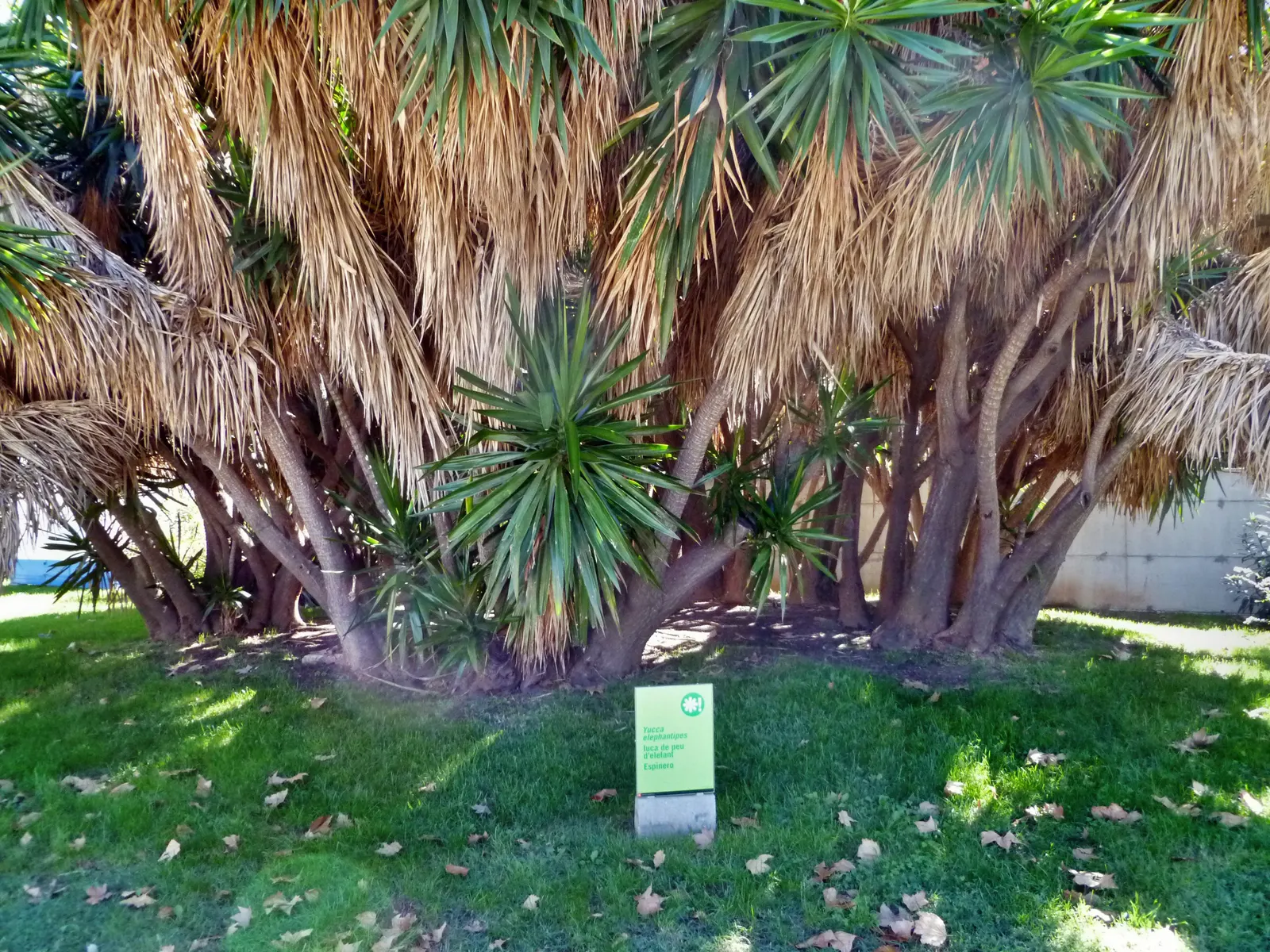 Spineless Yucca (Yucca Recurvifolia) — the Spineless Yucca reaches a mature height of around 6 to 10 feet with a spread of 5 to 8 feet