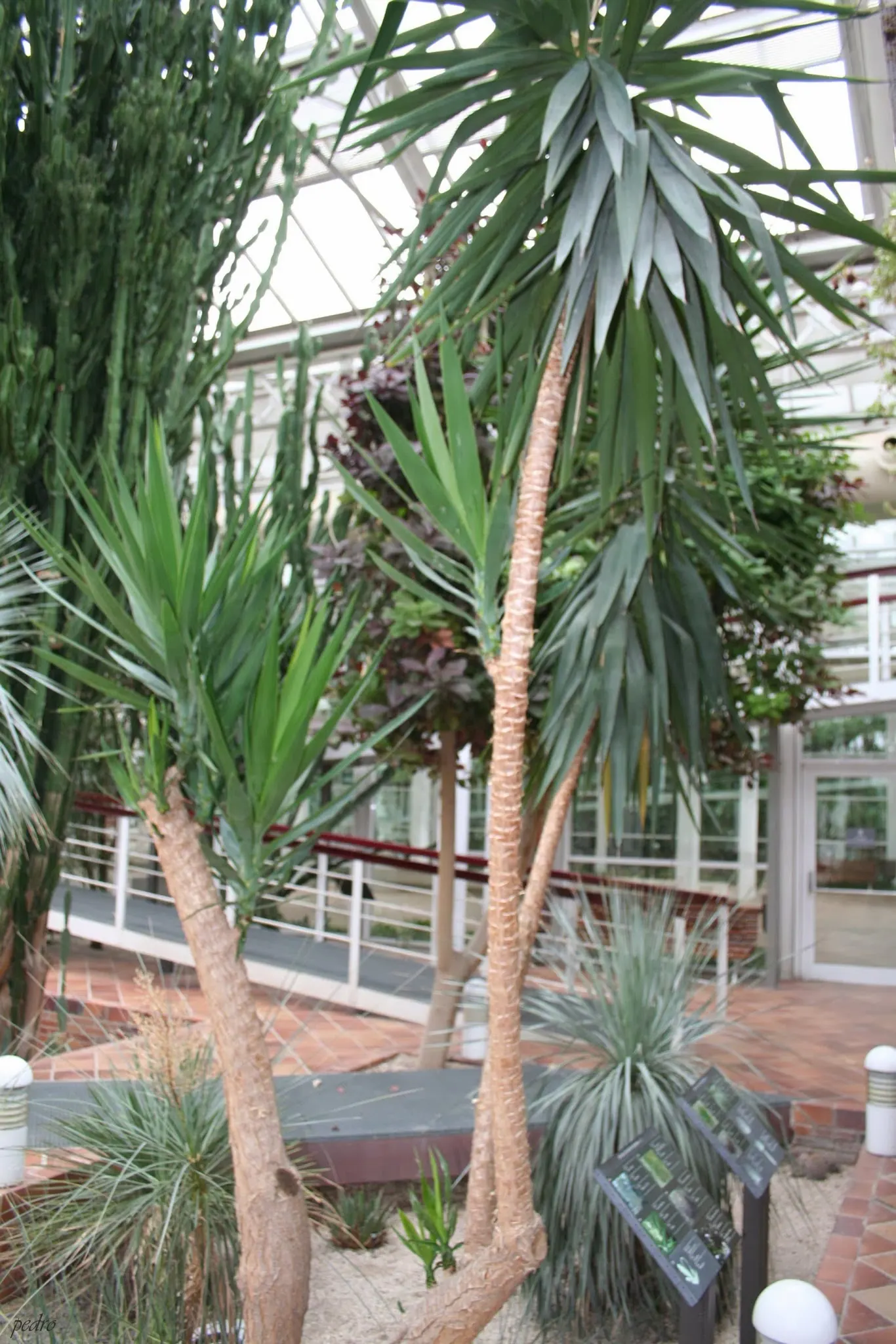 Spineless Yucca (Yucca Recurvifolia) — Its arching, sword-shaped leaves are a rich green and can grow up to 2 to 3 feet long; which makes it a