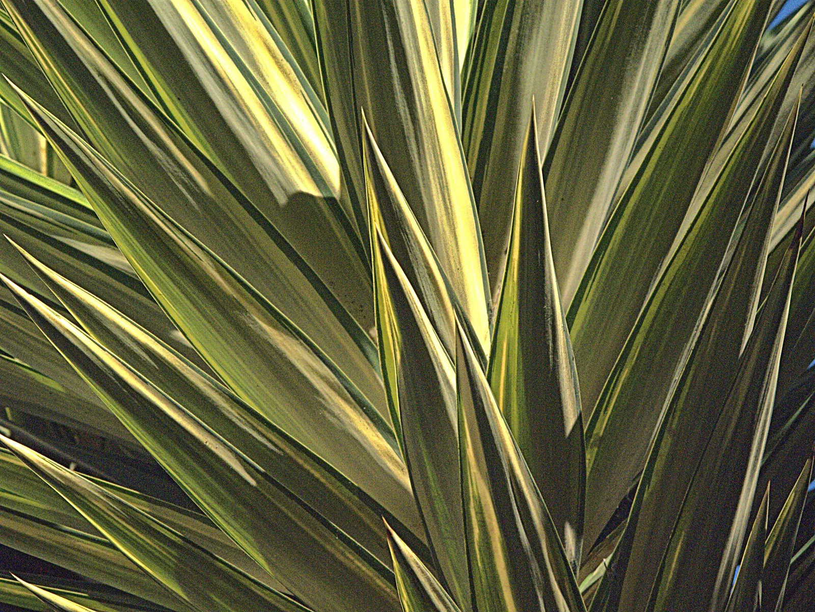 Spineless Yucca (Yucca Recurvifolia) — central flower stalk during the summer months that towers above its foliage; its sculptural form serves as a fantastic