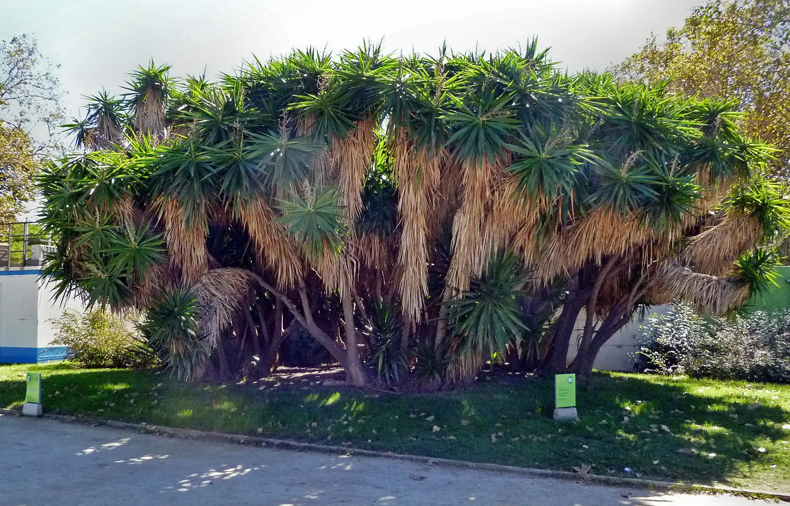 Spineless Yucca (Yucca Recurvifolia) — offering a robust presence without overwhelming smaller garden spaces