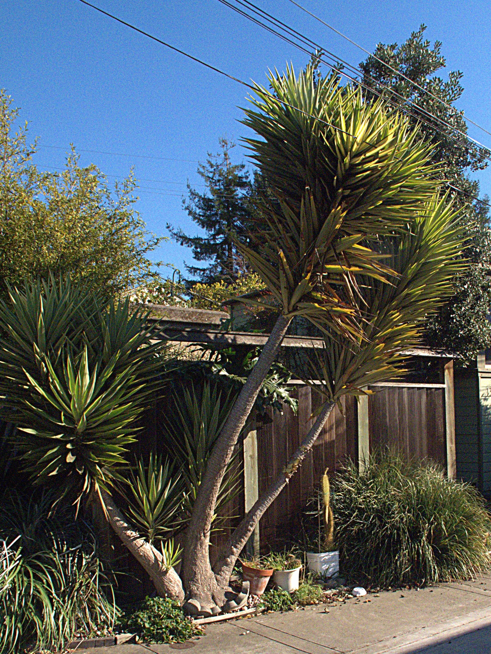 Spineless Yucca (Yucca Recurvifolia) — it's quite drought tolerant