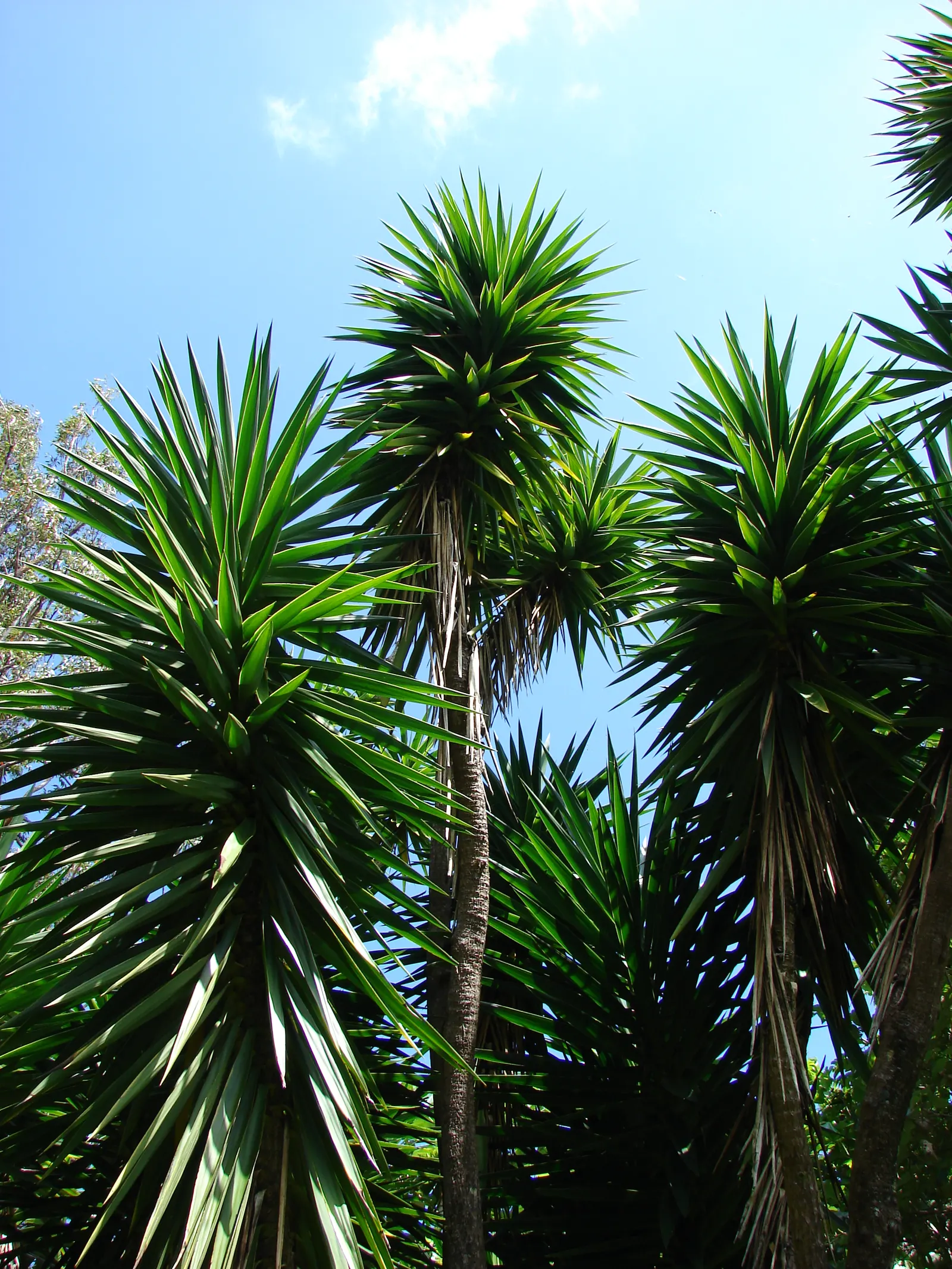 Spineless Yucca (Yucca Recurvifolia) — but it can tolerate some light shade