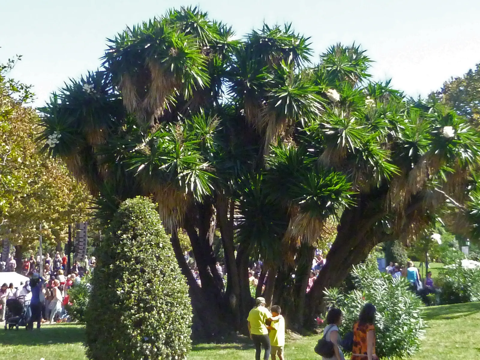 Spineless Yucca (Yucca Recurvifolia) — Its arching, sword-shaped leaves are a rich green and can grow up to 2 to 3 feet long