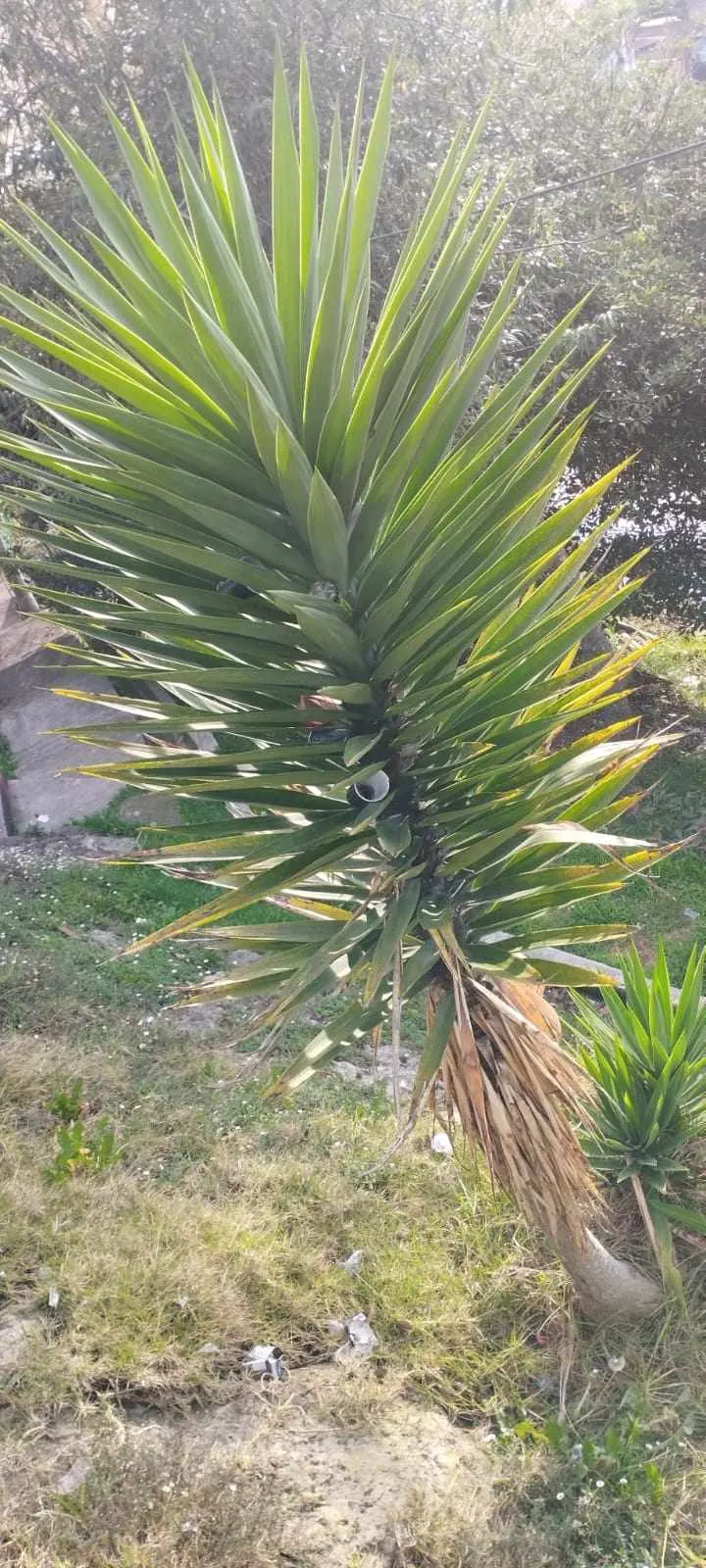 Spineless Yucca (Yucca Recurvifolia) — It provides a dramatic, tropical effect and requires minimal care once established