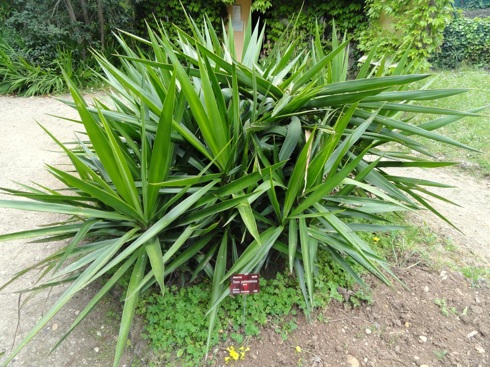 Spineless Yucca (Yucca Recurvifolia) — This drought-tolerant plant thrives in full sun to partial shade and prefers well-draining soil