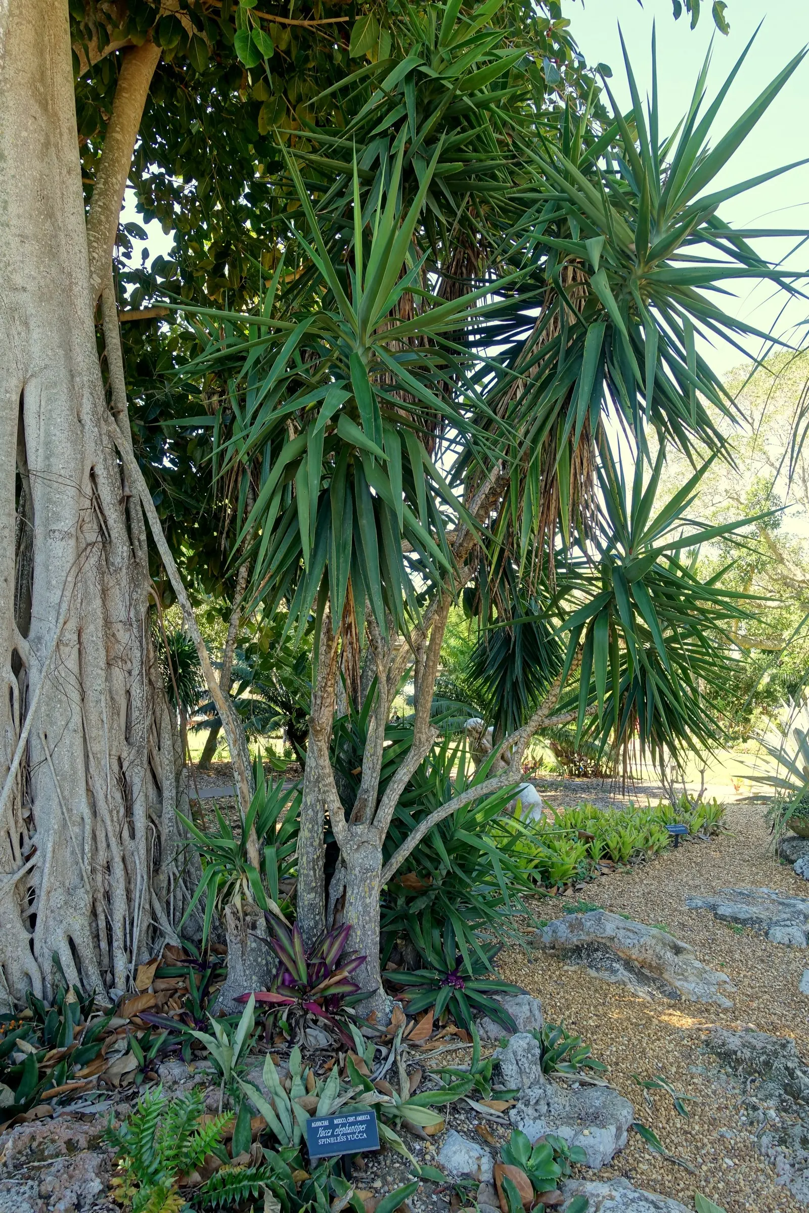 Spineless Yucca (Yucca Recurvifolia) — The Spineless Yucca (Yucca recurvifolia) is a resilient evergreen shrub